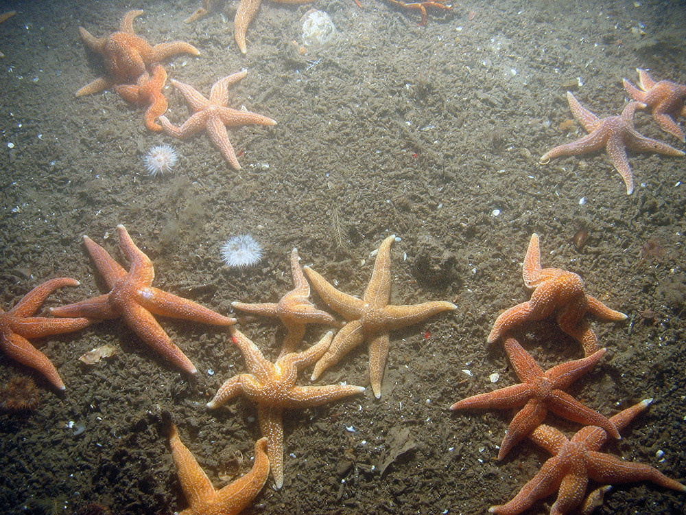 Starfish and sea anemones on the sea floor of Inner Dowsing, Race Bank and North Ridge Special Area of Conservation (JNCC/NE/Cefas/PA)