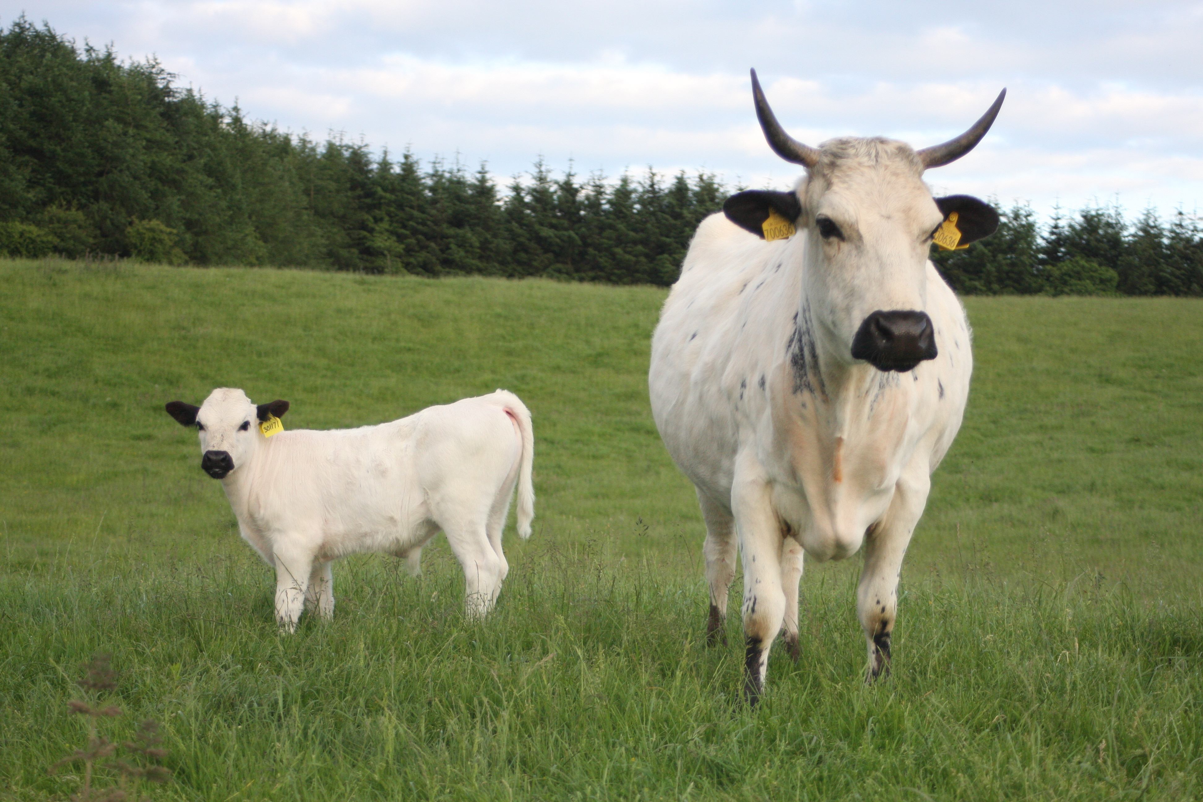 Vaynol cattle in a field