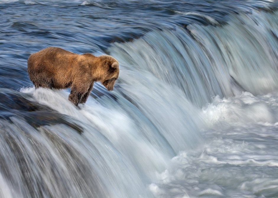 bear in a waterfall