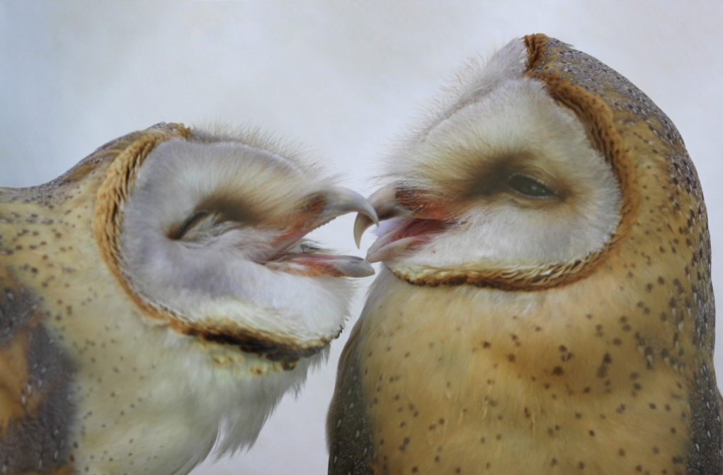 kissing owls
