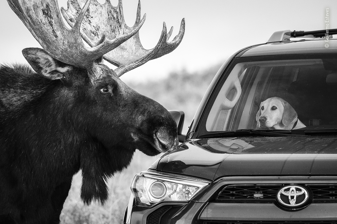 A moose and a Labrador come eye to eye through a car windscreen in this highly commended shot(Guillermo Esteves, Wildlife Photographer of the Year/PA)