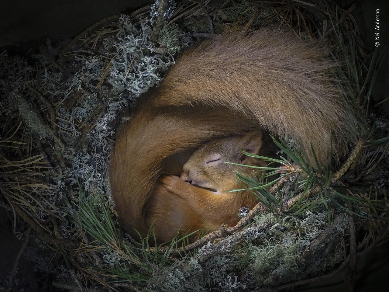 A remote capture shot of two red squirrels in a drey in the Highlands was popular in the vote (Neil Anderson, Wildlife Photographer of the Year/PA)