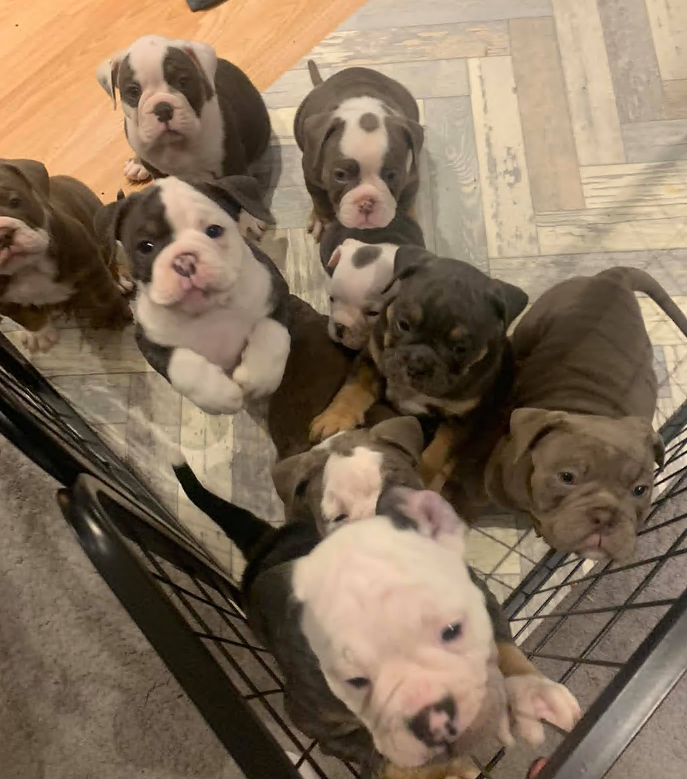 Greater Manchester Police found several English Bulldog puppies in a house in Wigan in a case of suspected dog theft