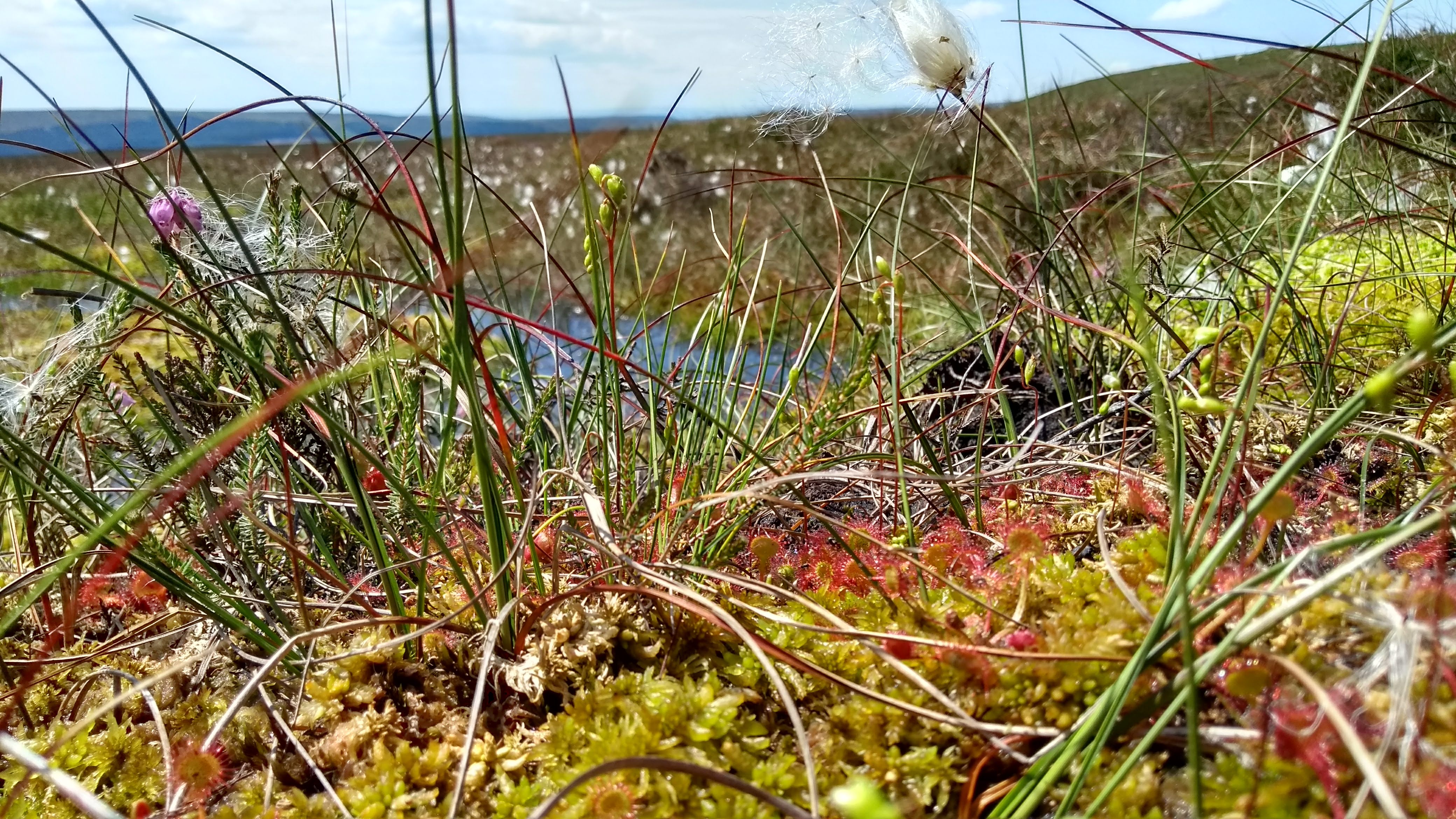 Peatland is home to a rich array of plants, such as here in Yorkshire (Dom Hinchley/PA)