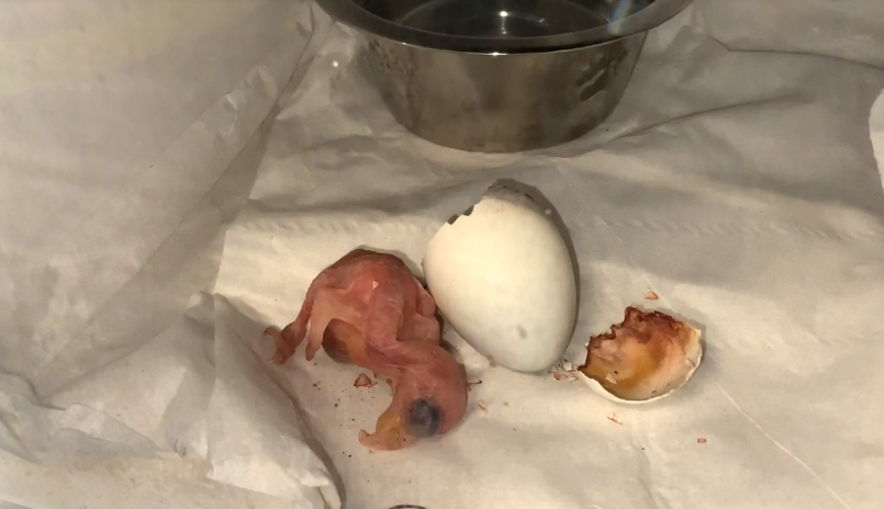 Newly hatched parrot