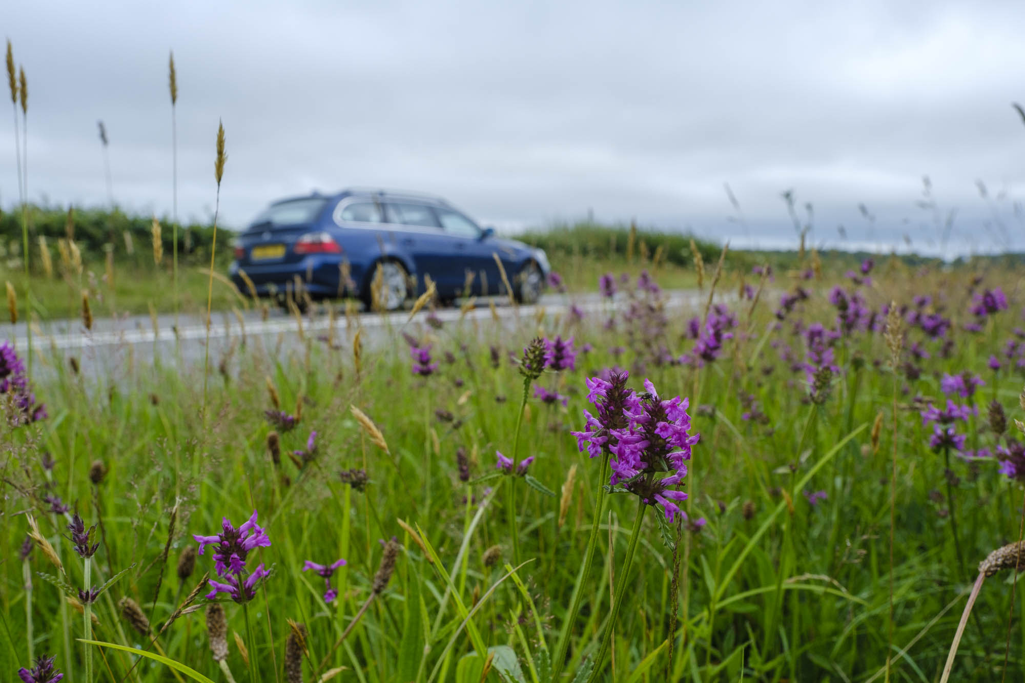 Wildflowers on a road verge in Cornwall (Matt Pitts/Plantlife/PA)