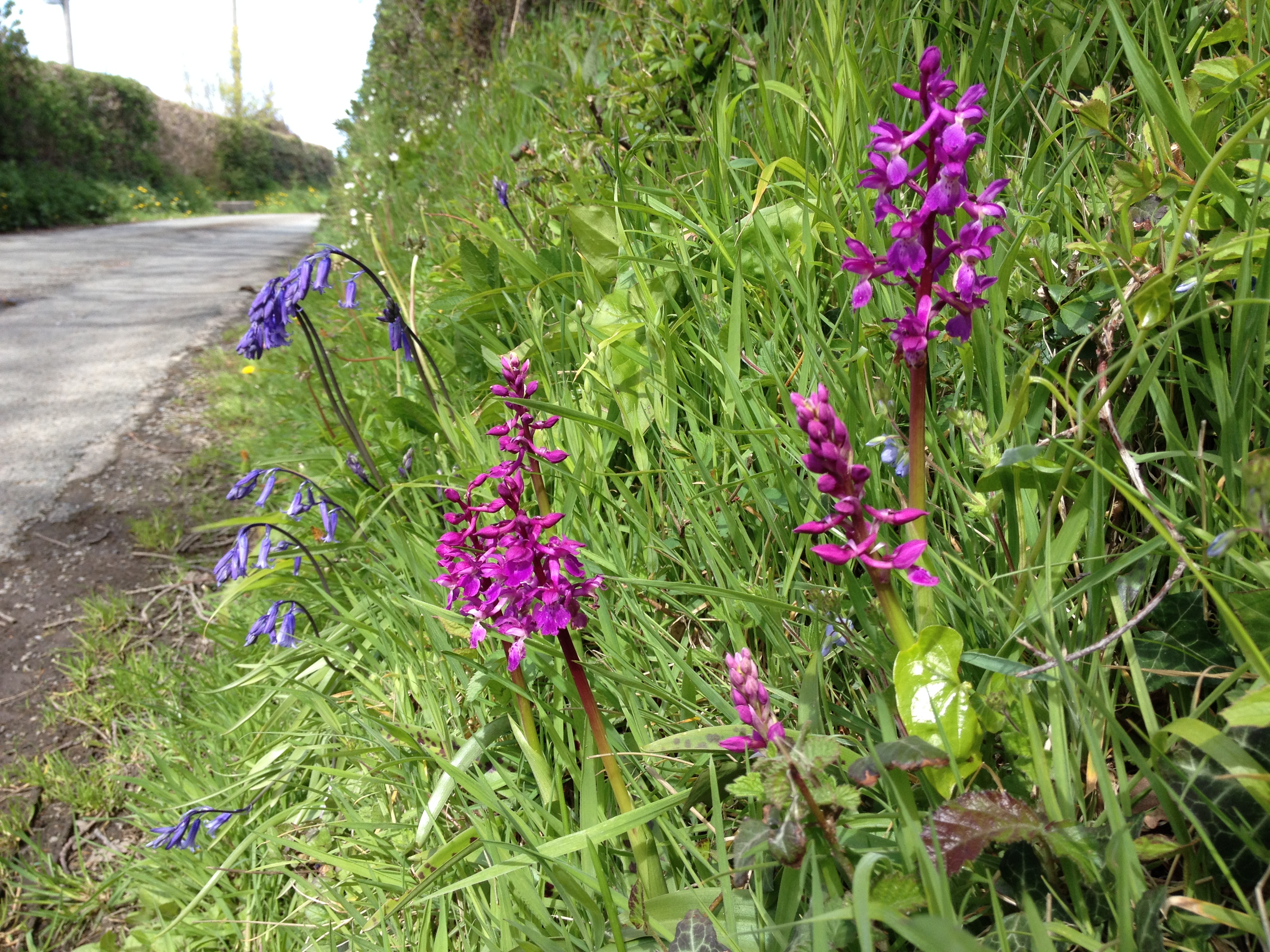 Early purple orchids on a road verge