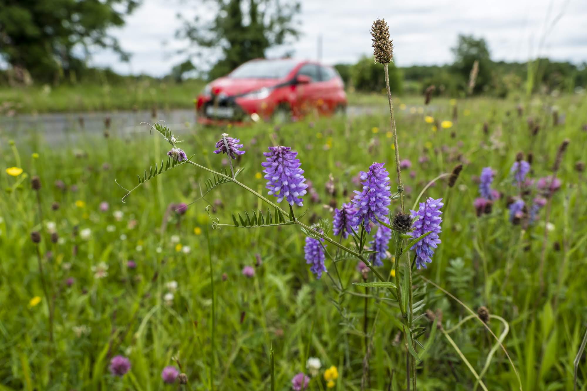 Tufted vetch on a road verge