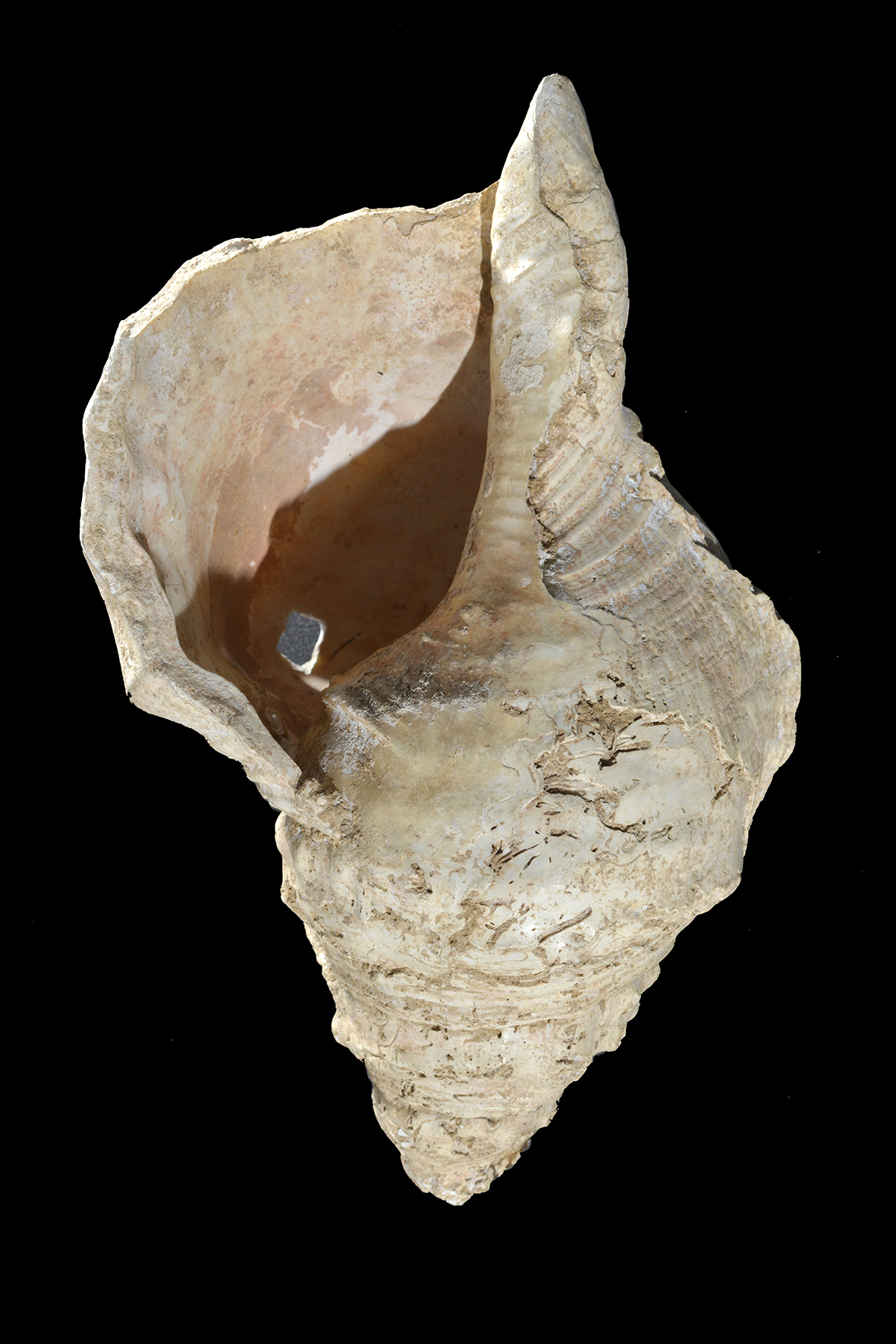 Ancient conch shell horn plays a tune for the first time in 17,000 