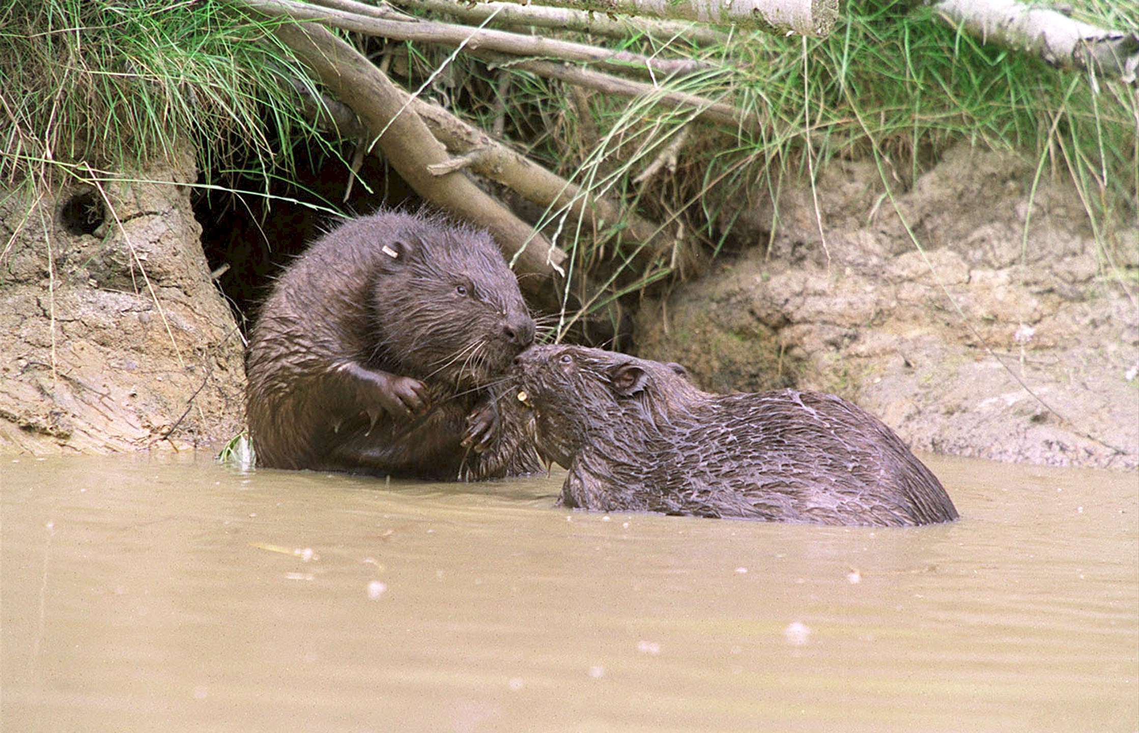 Two beavers in the water
