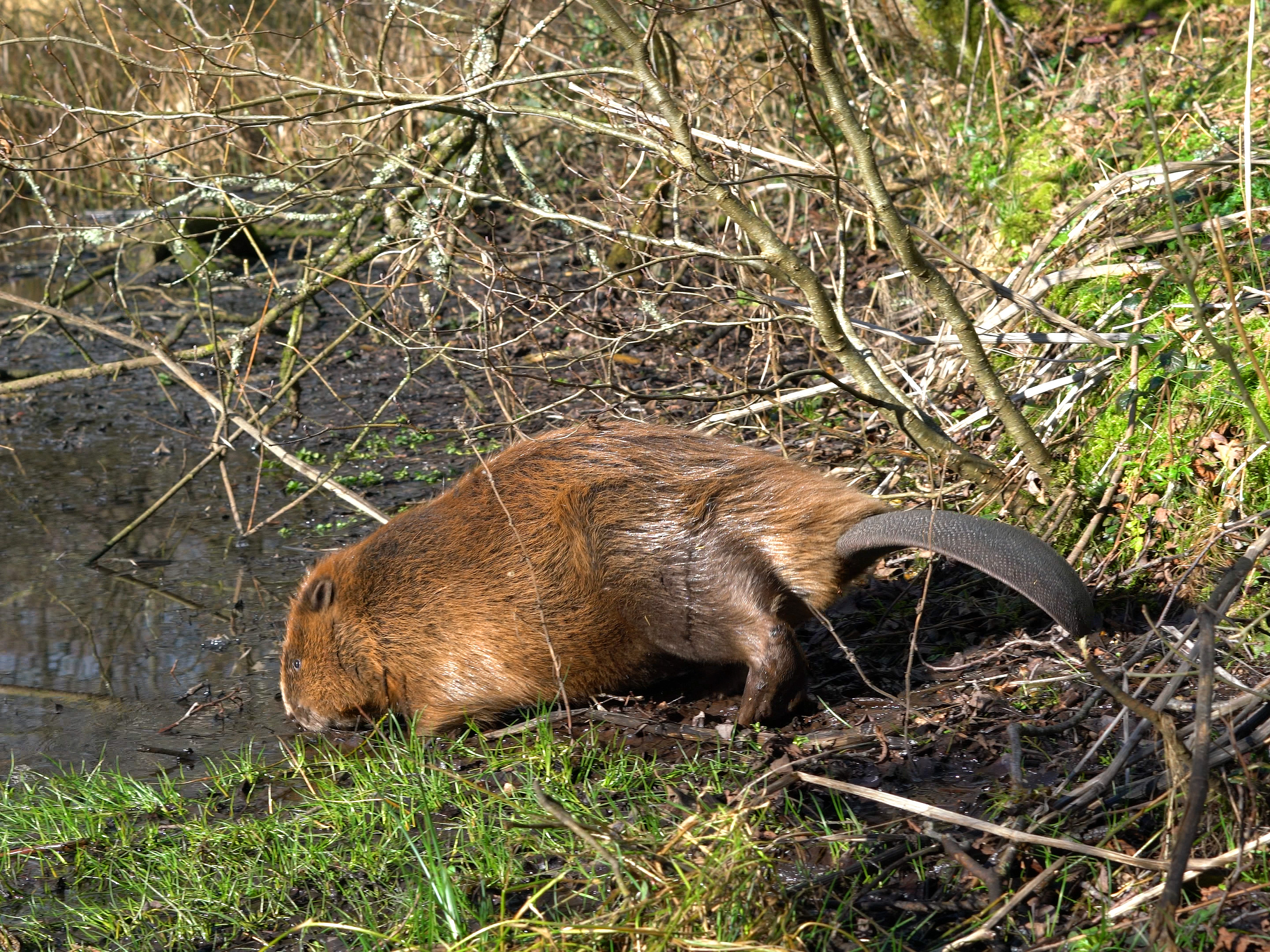 Male beaver at water's edge in its new home in Dorset (Dorset Wildlife Trust/ James Burland/PA)