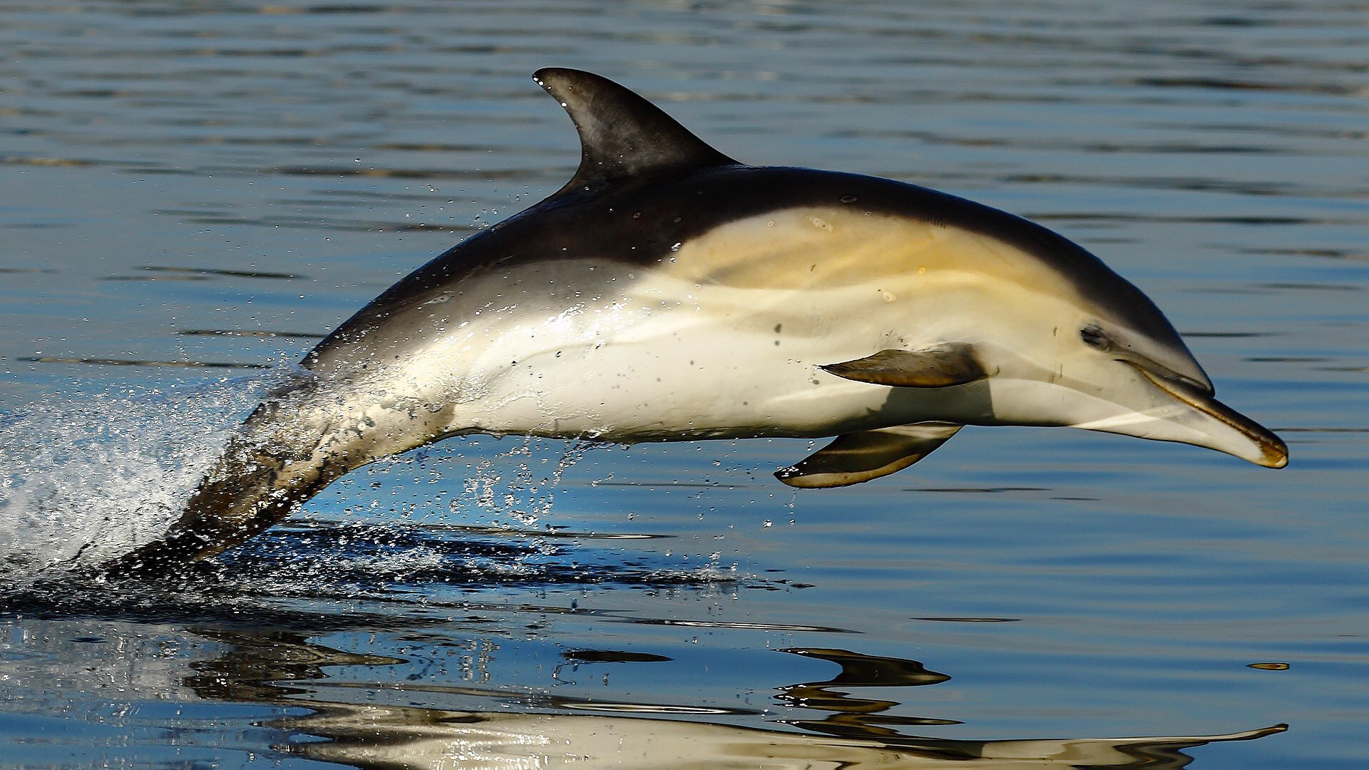 Common dolphin leaping