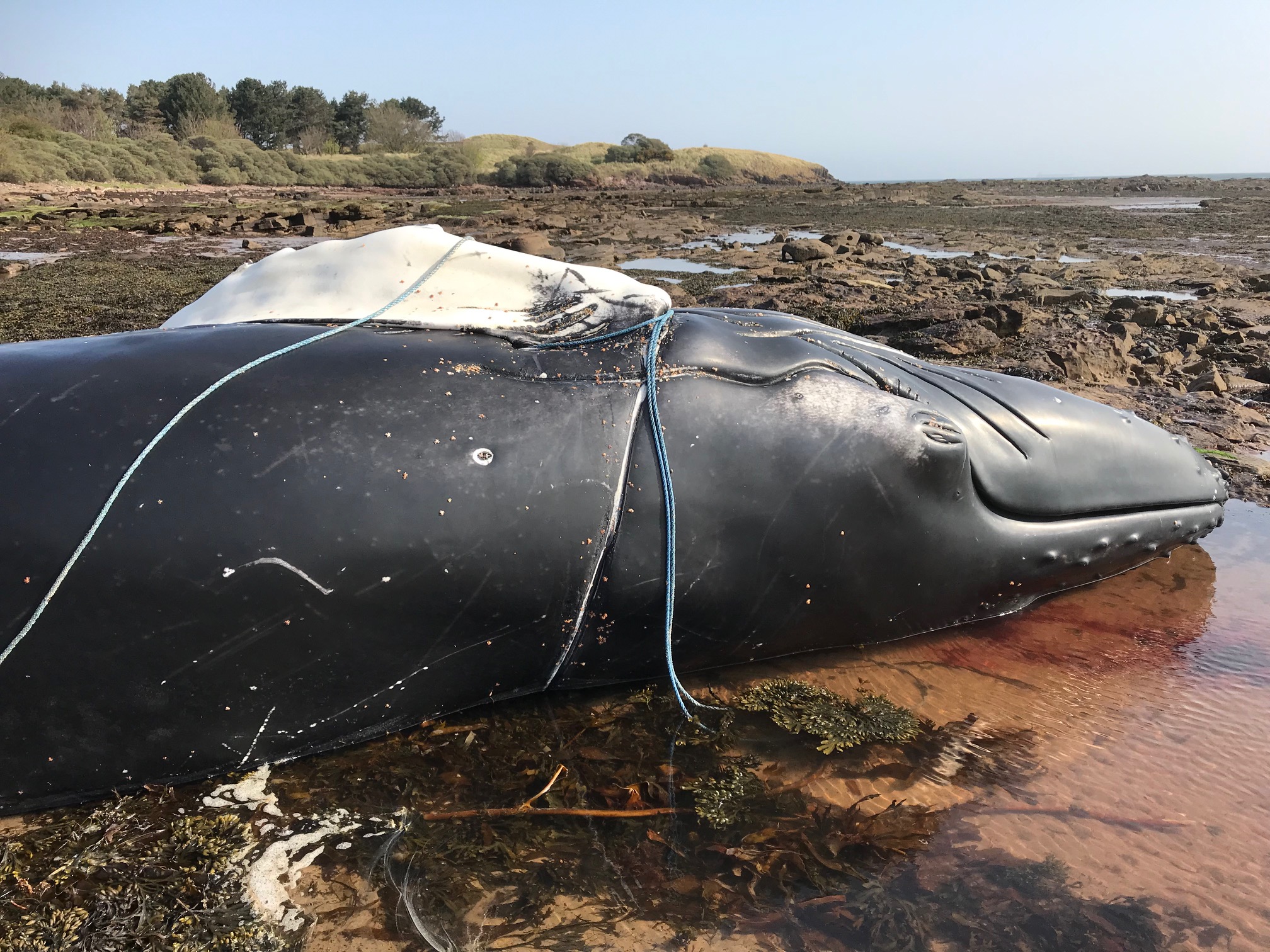 A humpback whale entangled in fishing lines (East Lothian Ranger Service/WDC/PA)