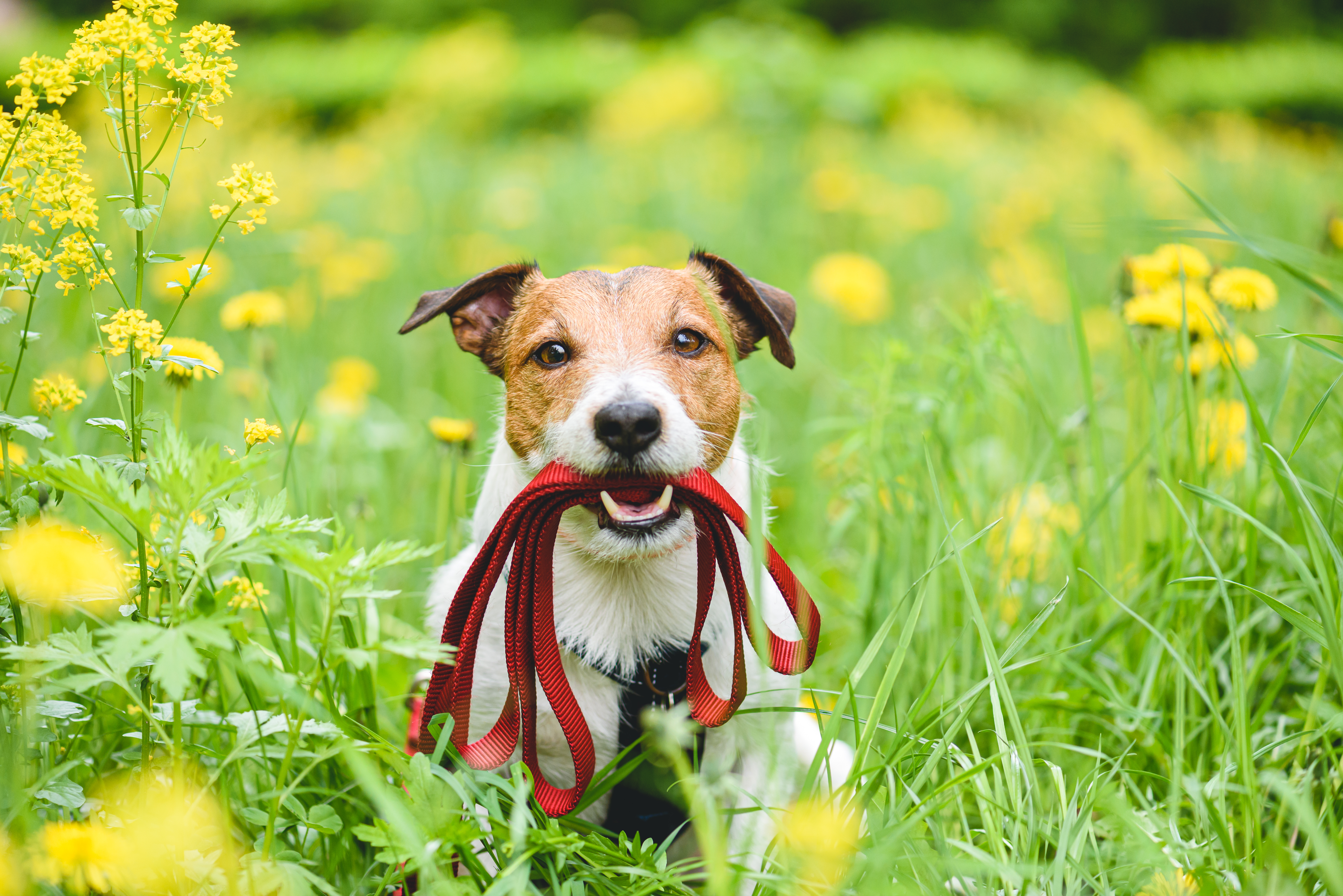 Dog holding lead