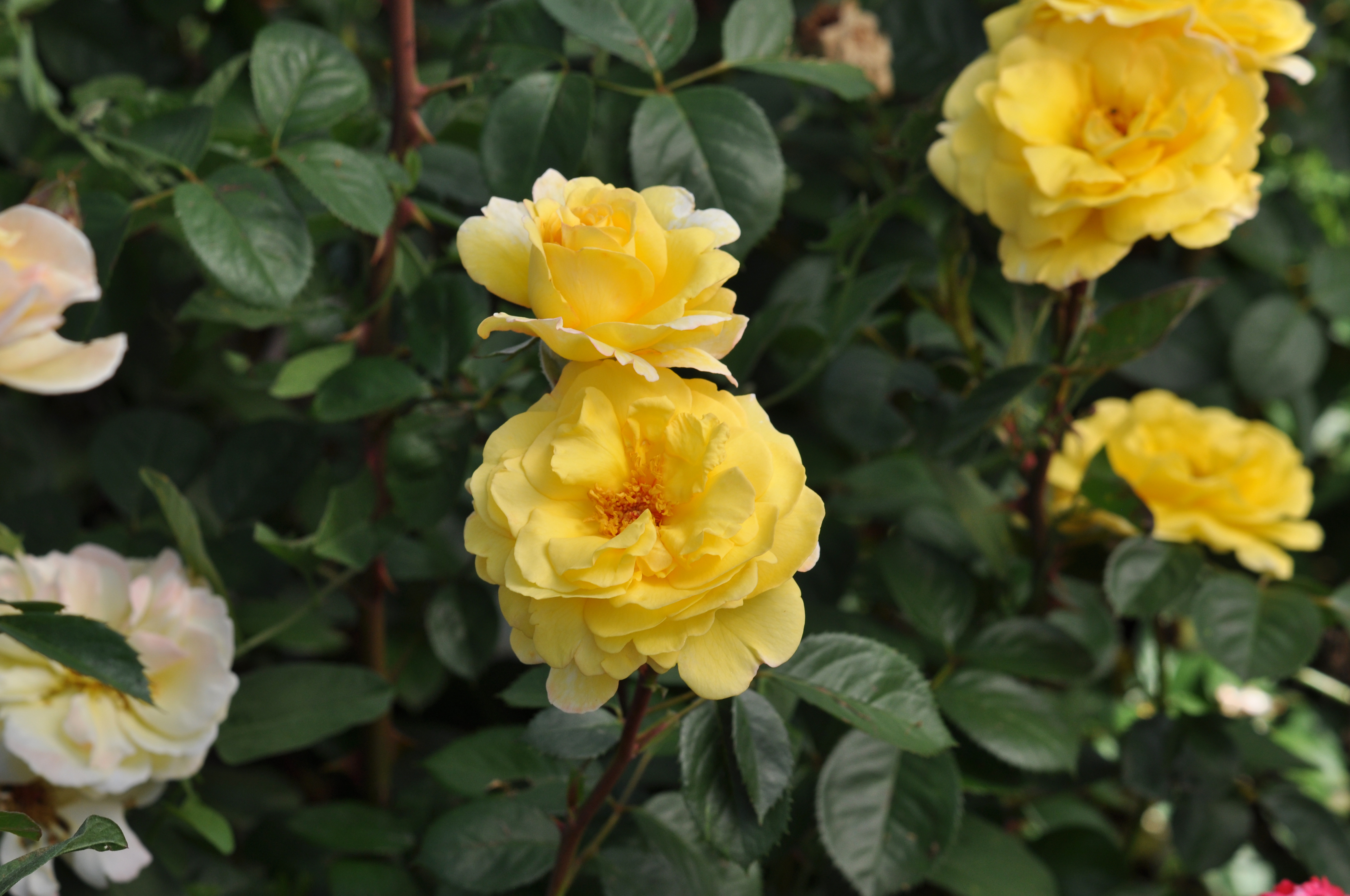 The yellow Rosa 'Nadia Zerouali' (Dobbies Garden Centres/PA)