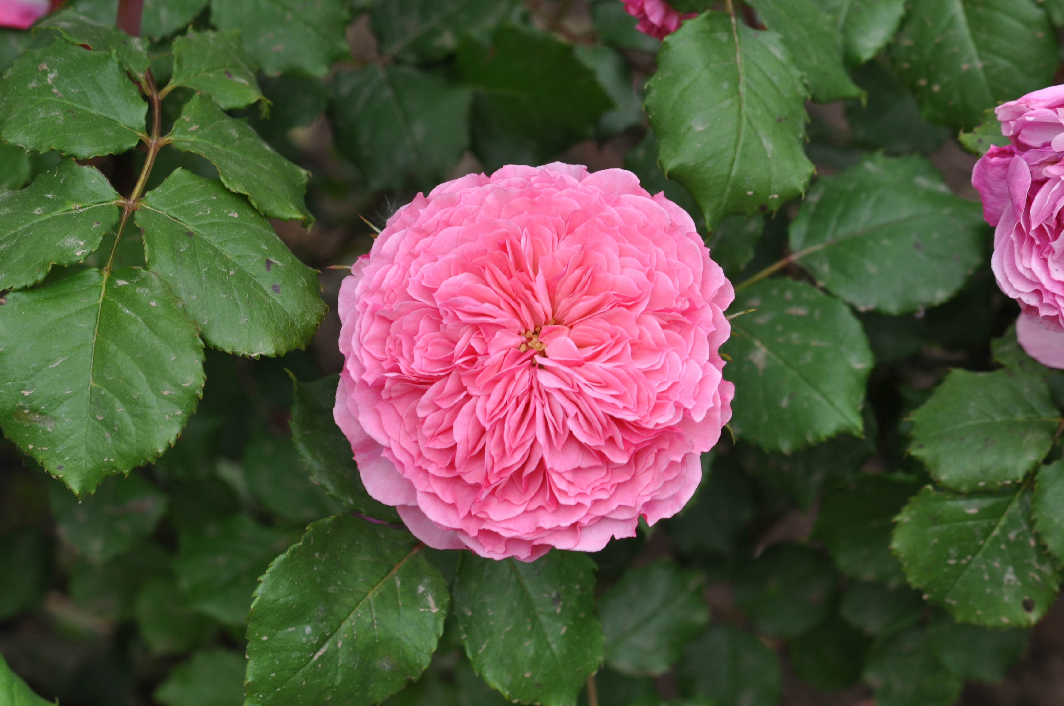 The pink edible rose flower of Rosa 'Theo Clevers' (Dobbies Garden Centres/PA)