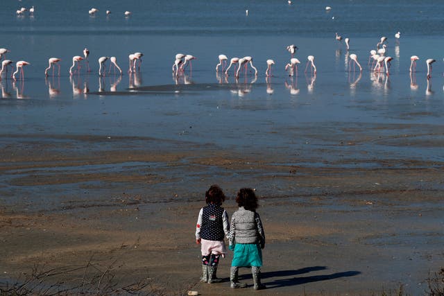 Hunters’ lead pellets threaten migrating flamingos, Cyprus