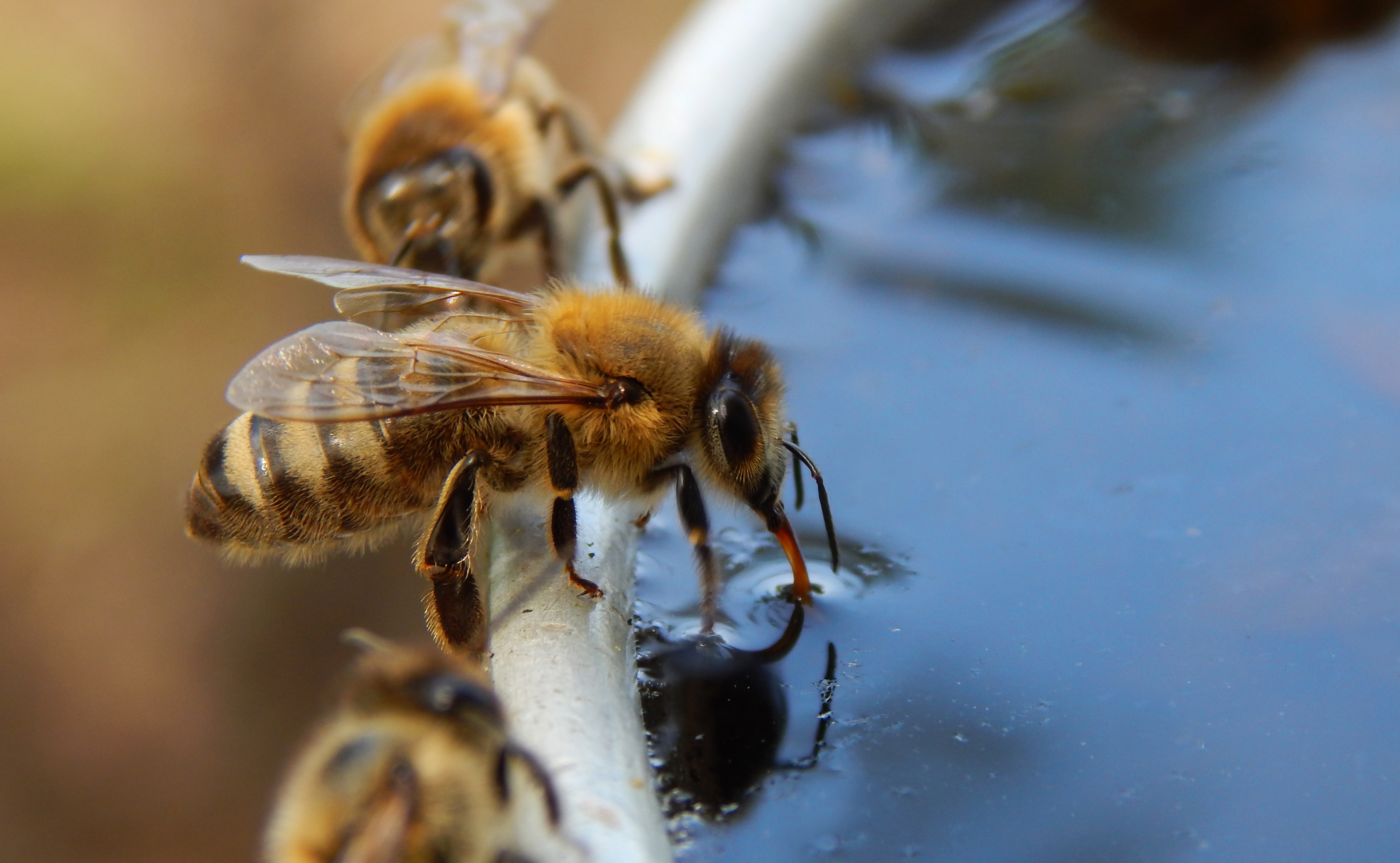 Bee sipping water