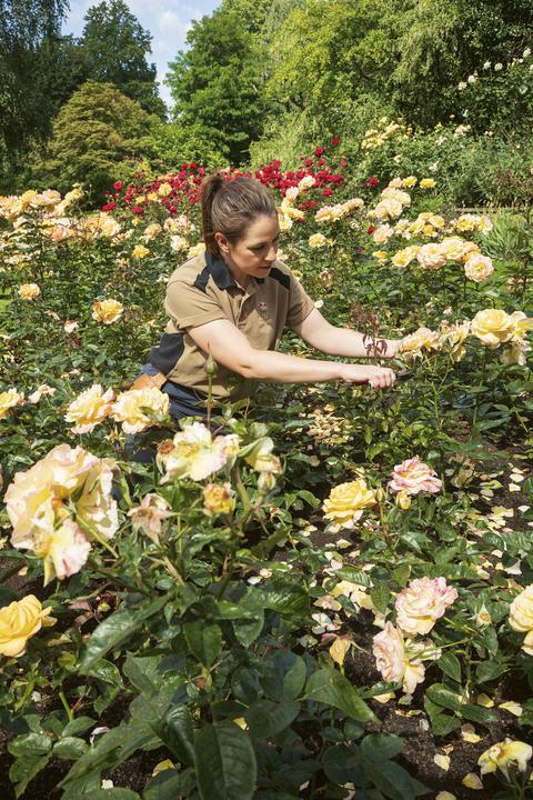 A member of the royal gardening team deadheading roses in the Rose Garden 