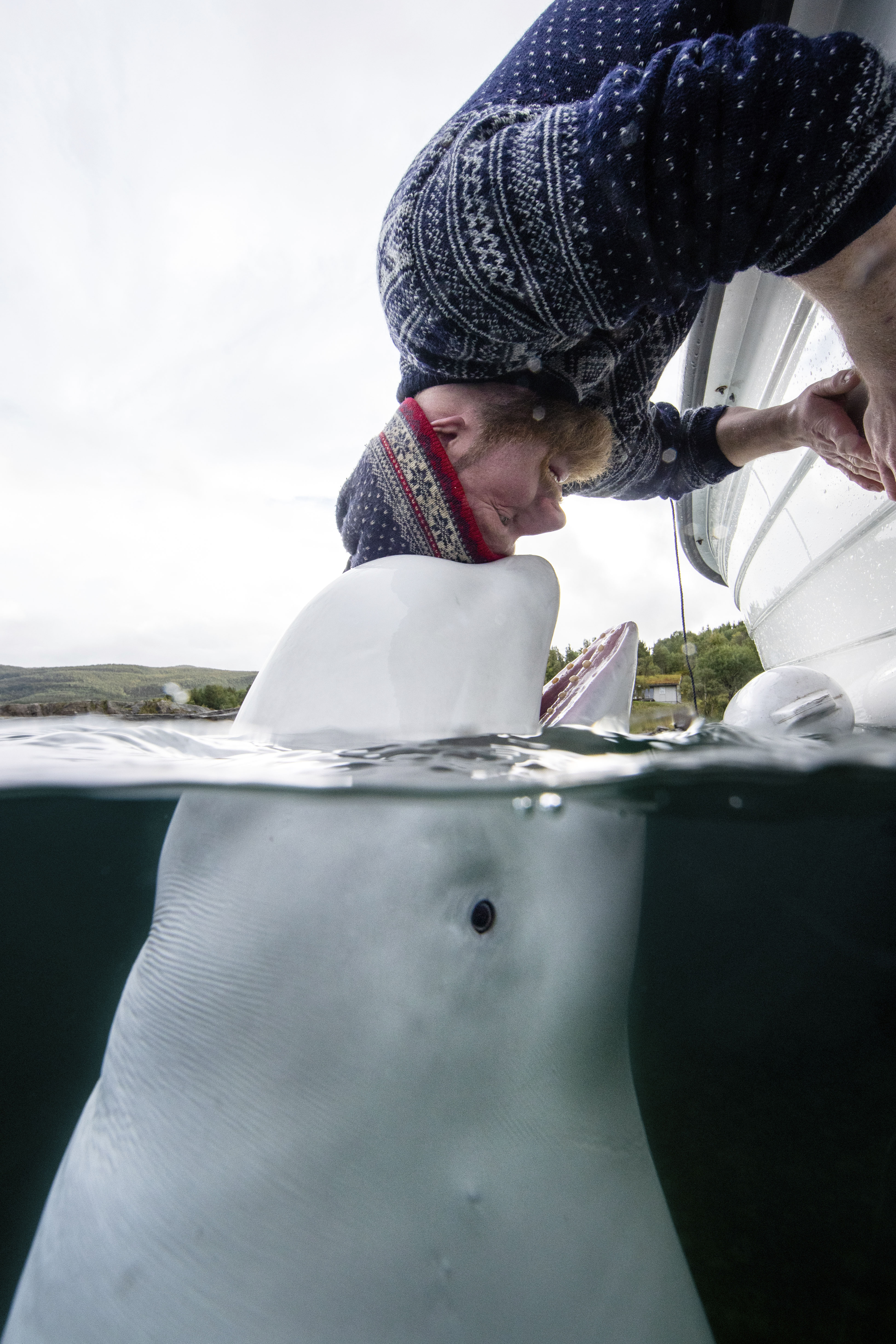 A man touching head with a beluga whale