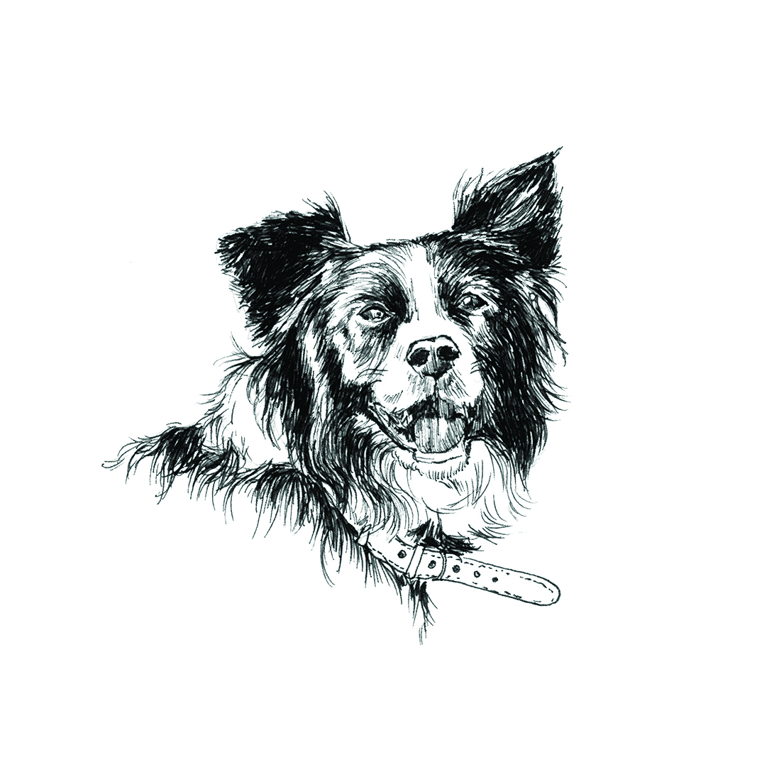 A pencil drawing of a border collie dog's head (Laura New/PA)