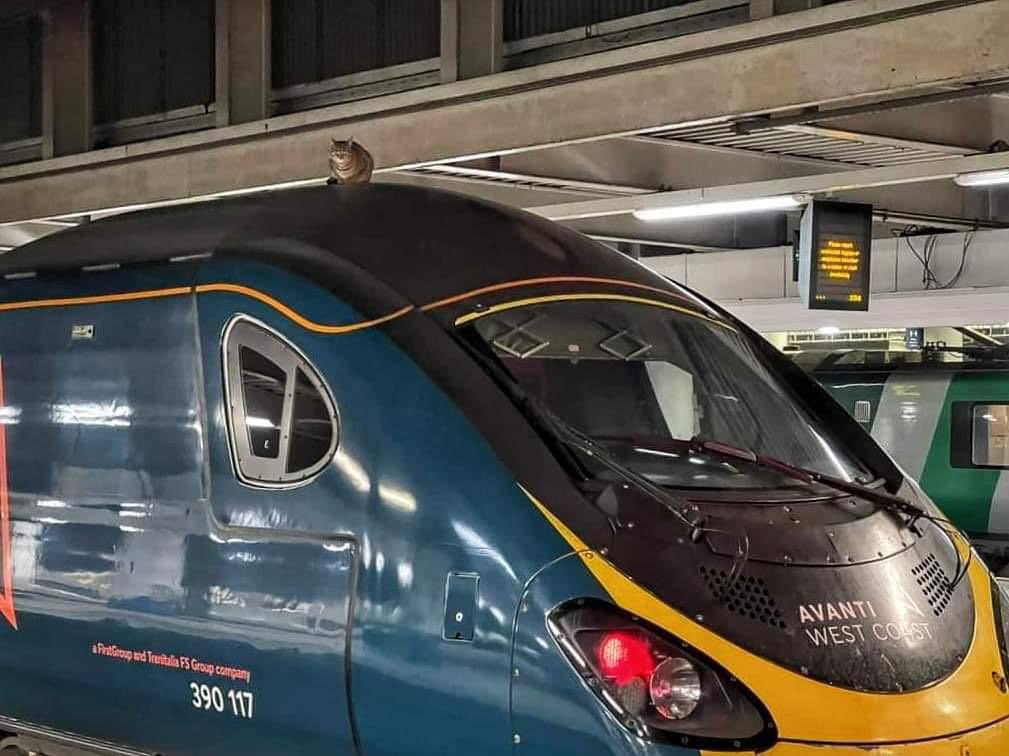 A cat walks about on top of a train at London Euston station