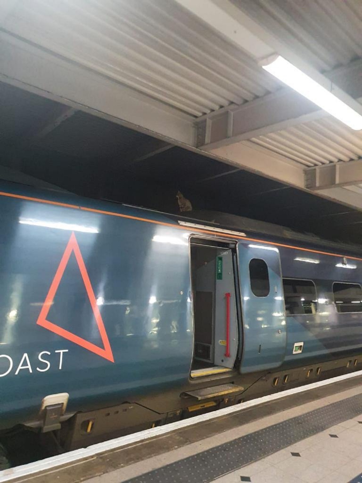 A cat walks about on top of a train at London Euston station