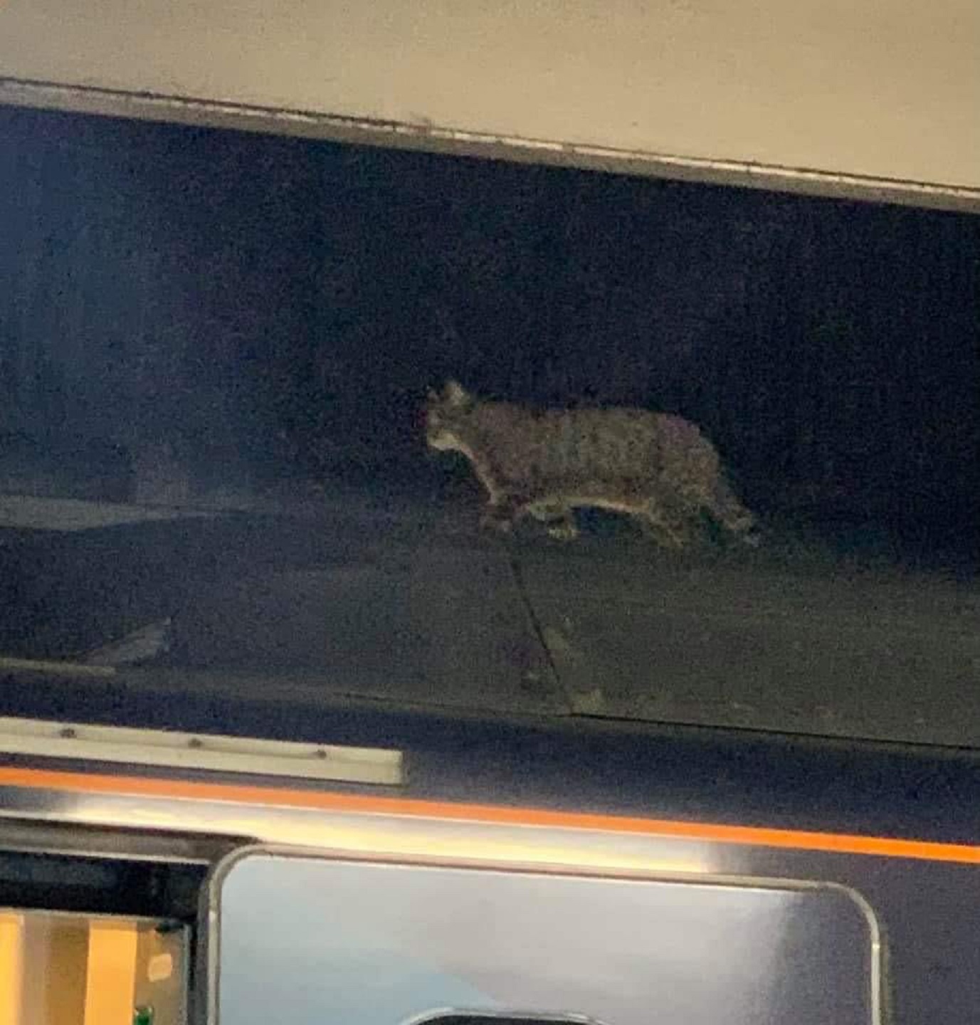 A cat walks about on top of a train at London Euston station