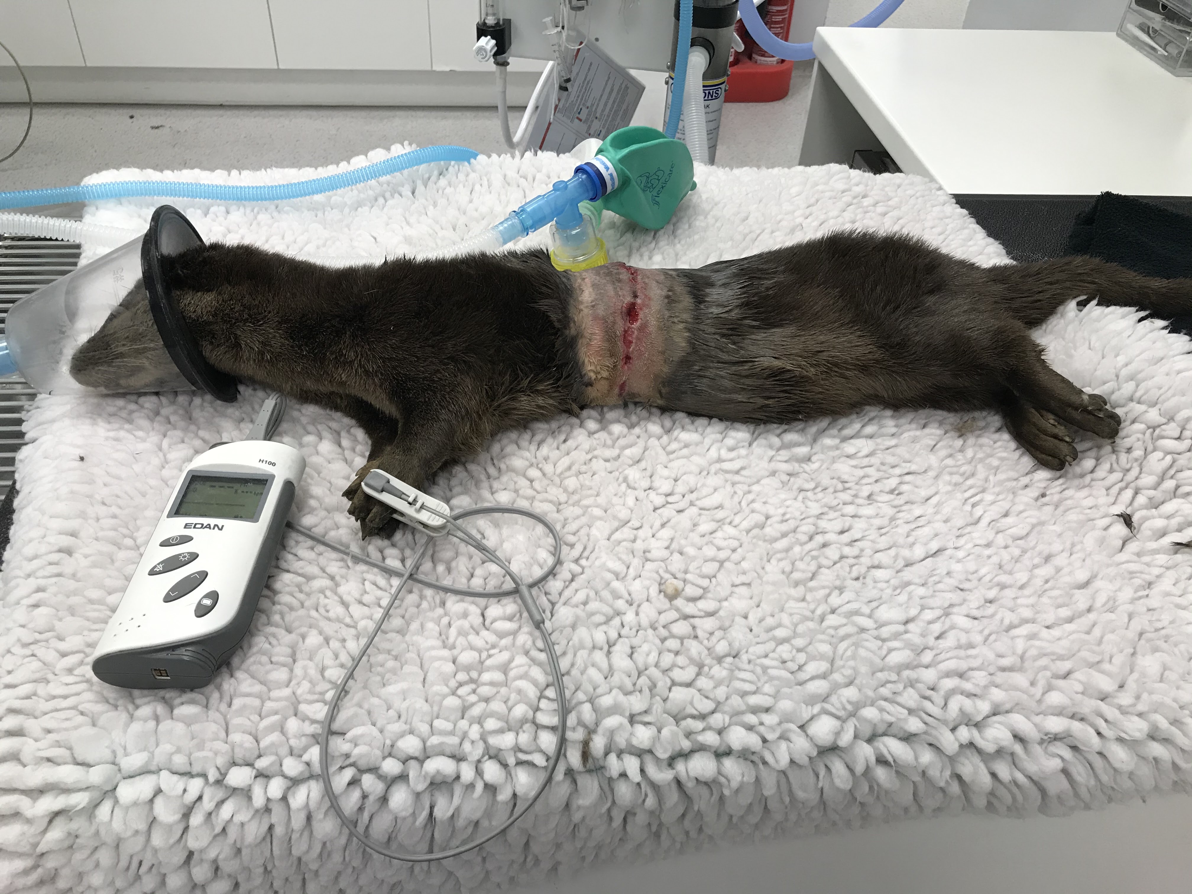 Injured otter