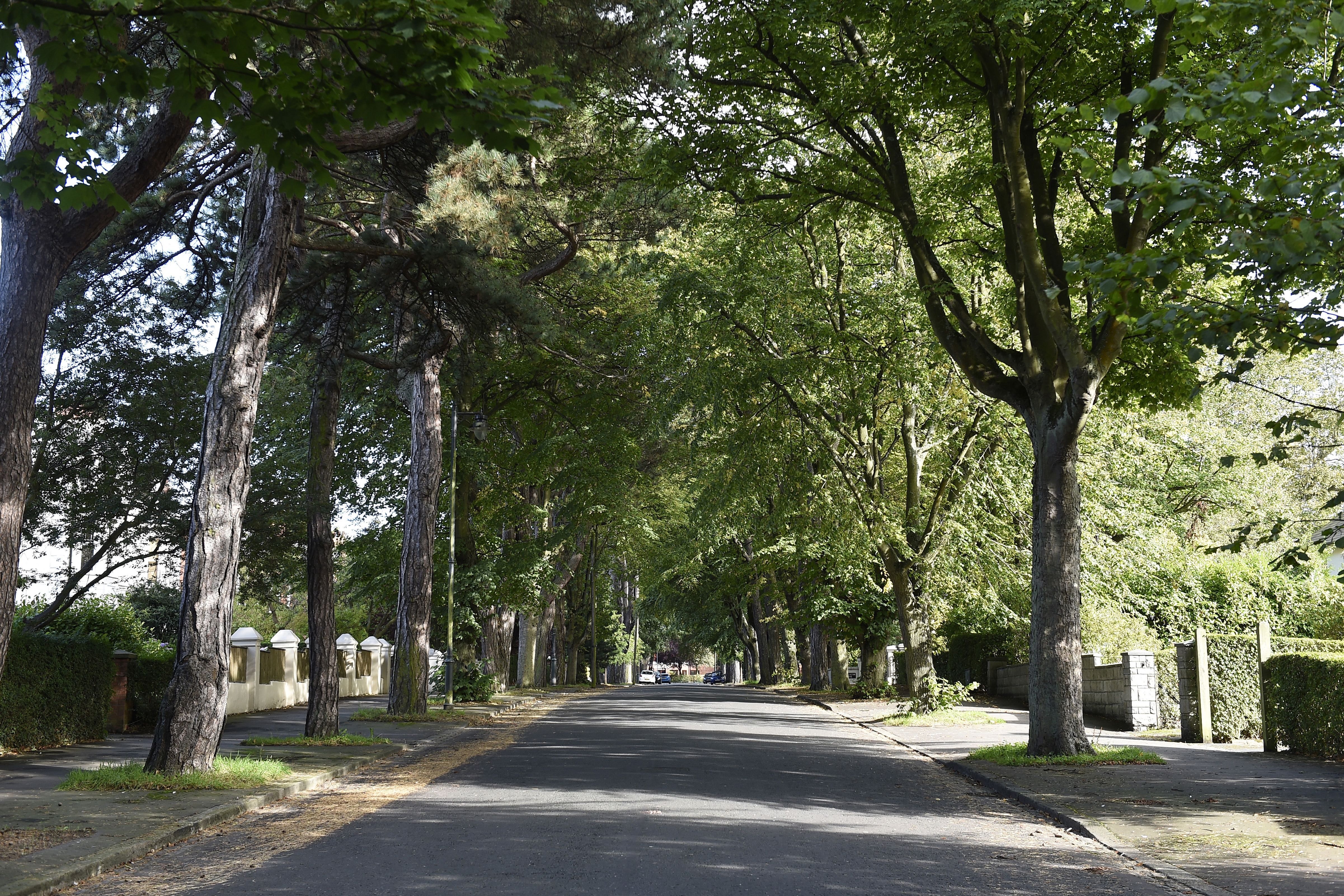 A tree-lined street in Belfast