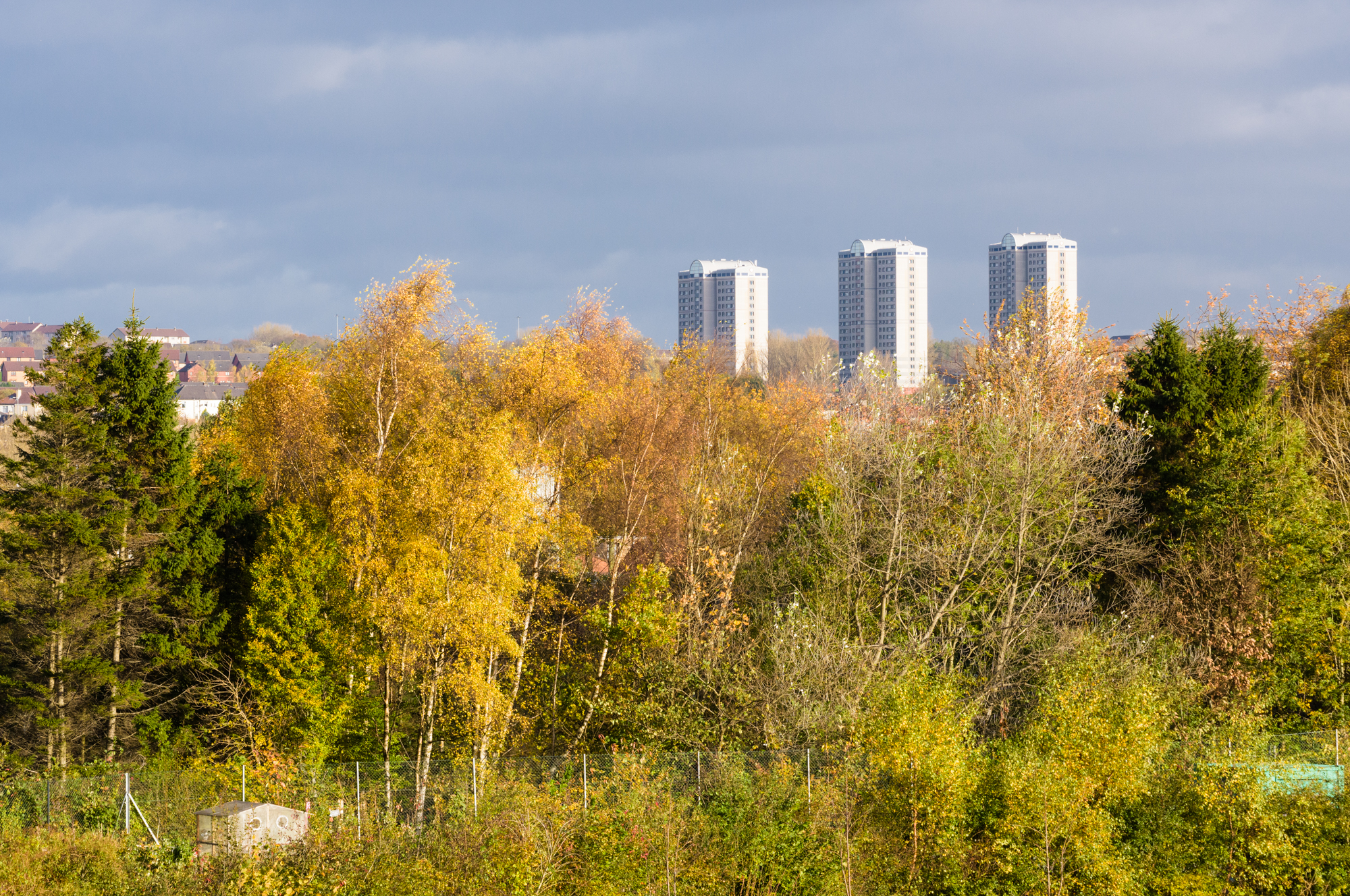 Towerblocks rising behind trees, in Glasgow