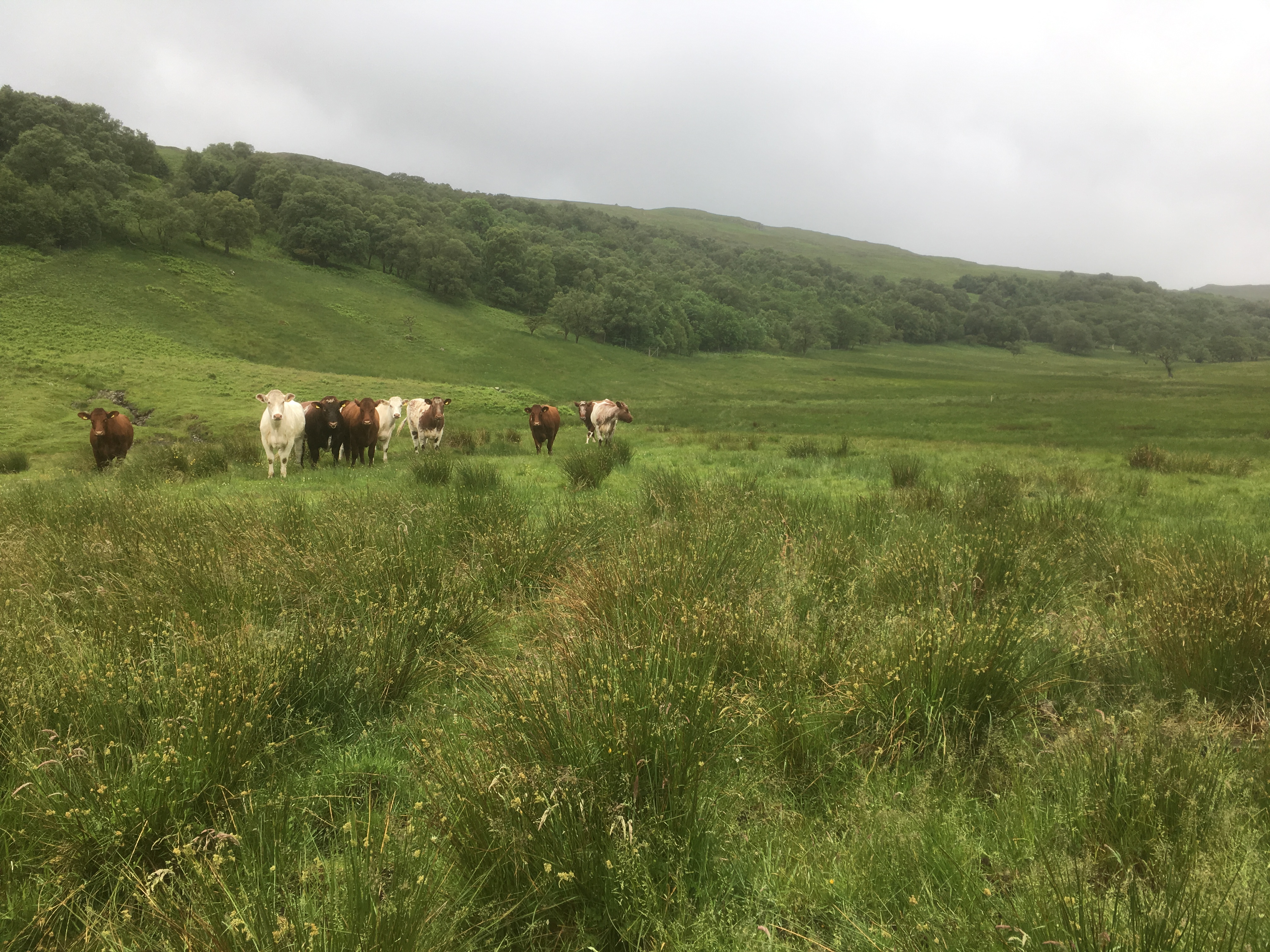 Rushy grassland and light cattle grazing at RSPB Haweswater (Alastair Driver/Rewilding Britain/PA)