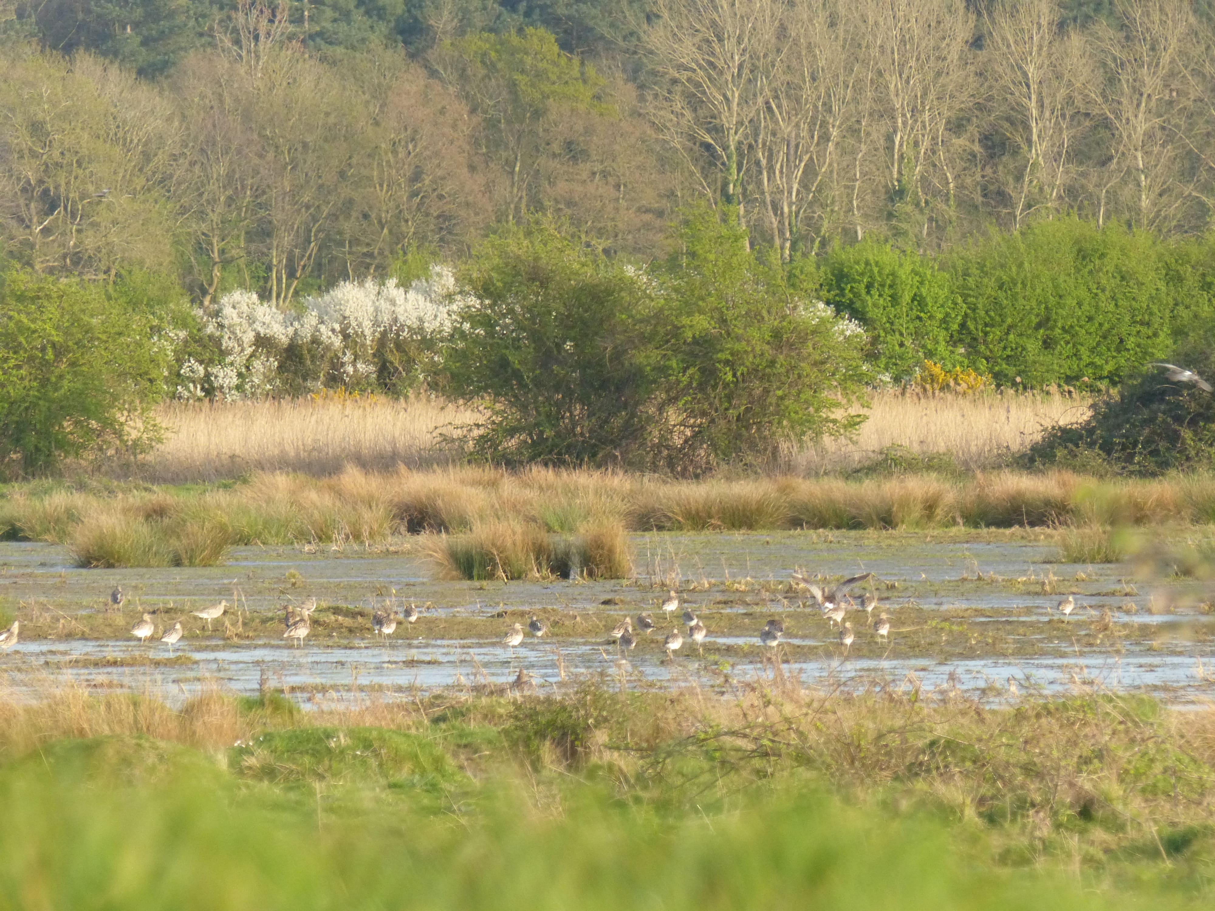 Birds in wetland at Wild Ken Hill