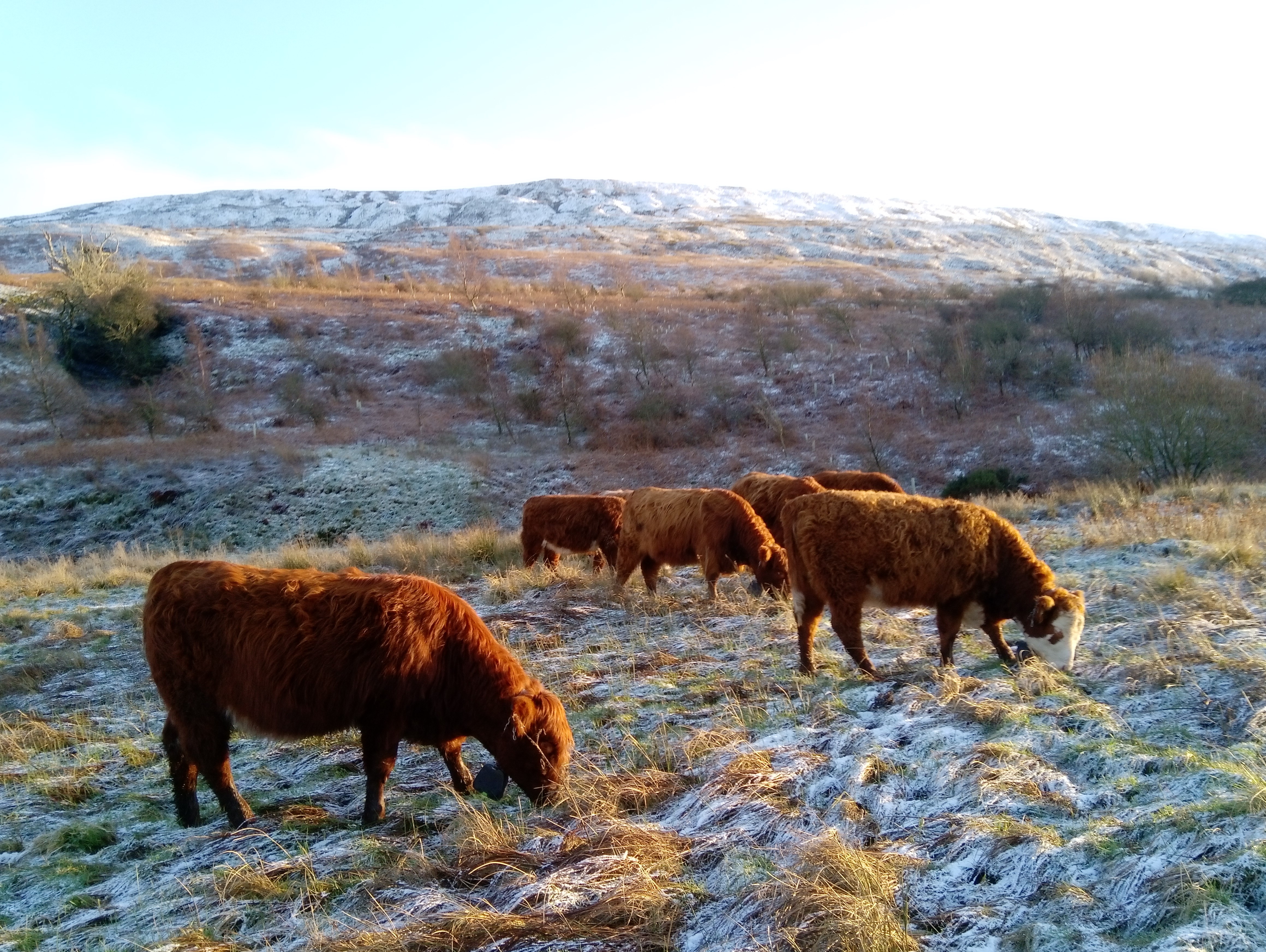 Cattle grazing on snowy ground