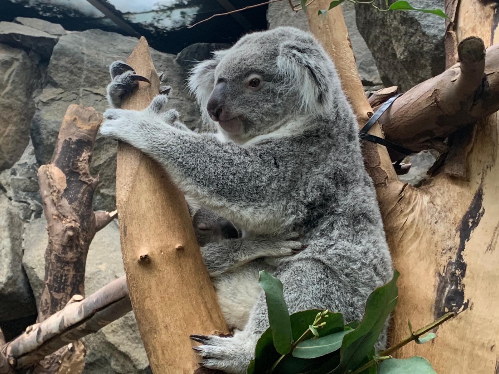 Koala joey and mother