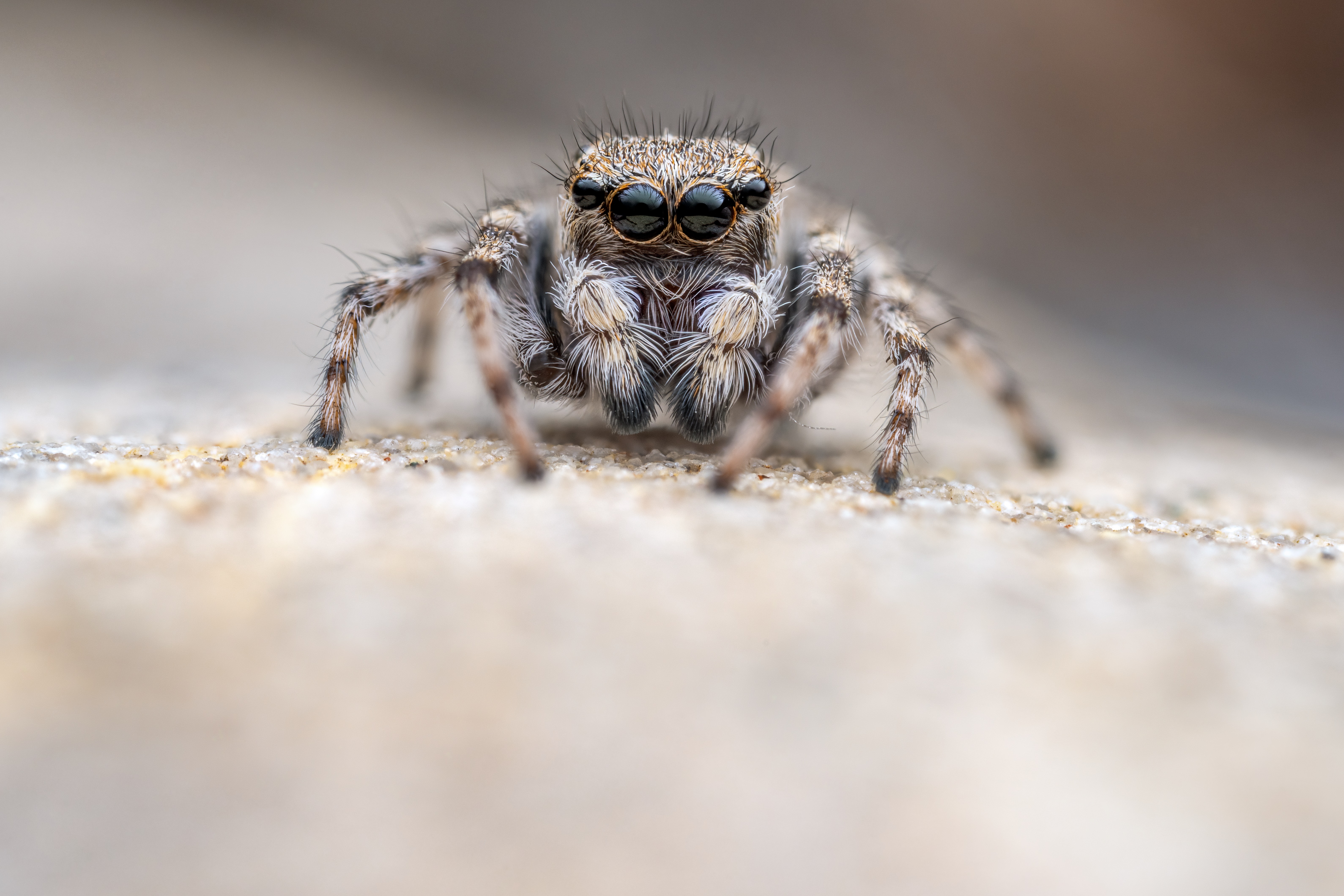 The Critically Endangered Distinguished jumping spider lives at the site (Roman Willi)
