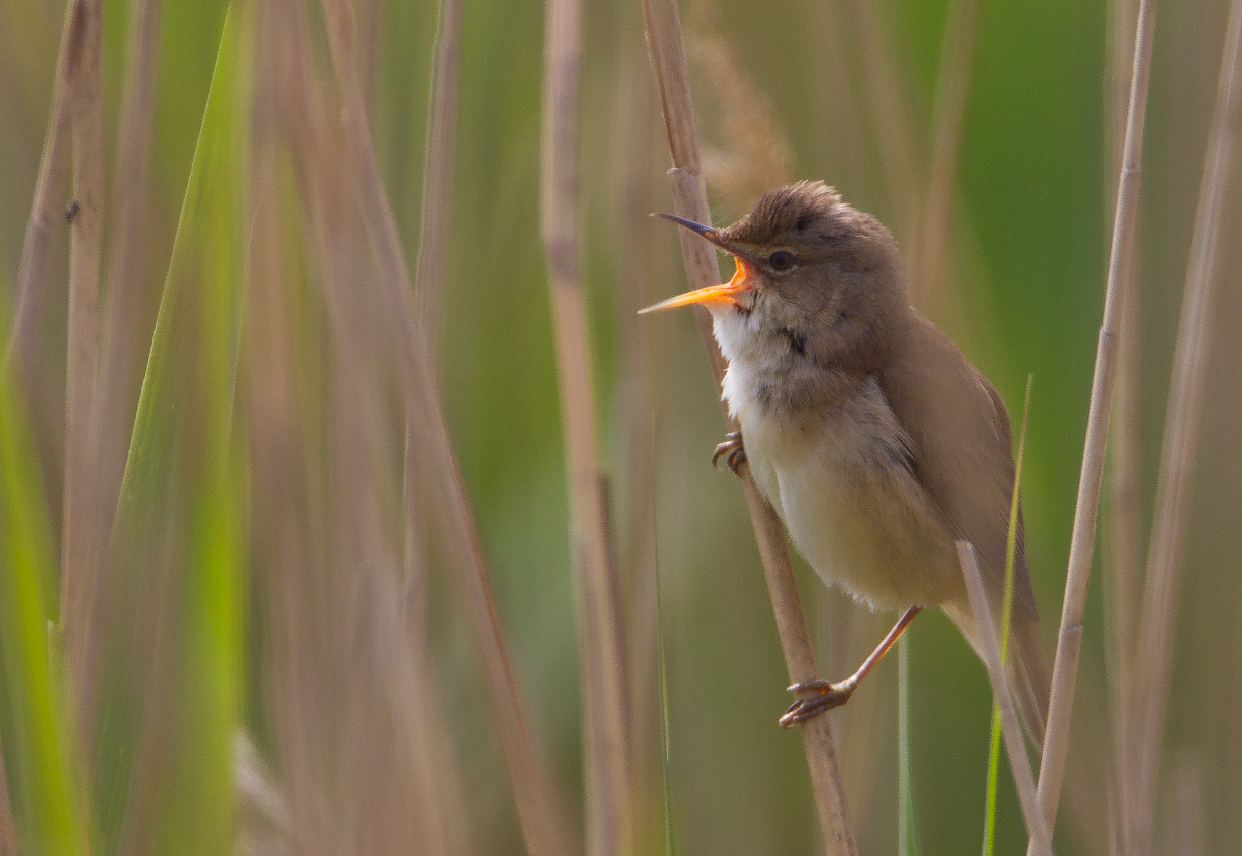 Reed warblers are among the wildlife found at the newly designated SSSI (Natural England/AllanDrewitt/PA)