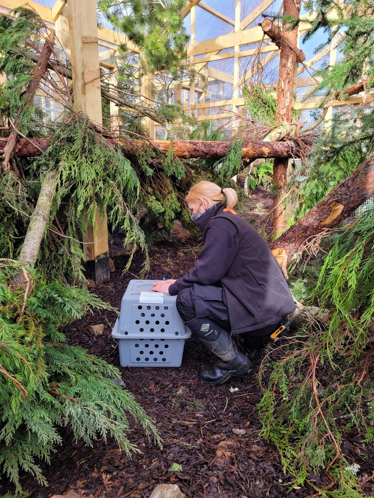 Wildcat being released into enclosure