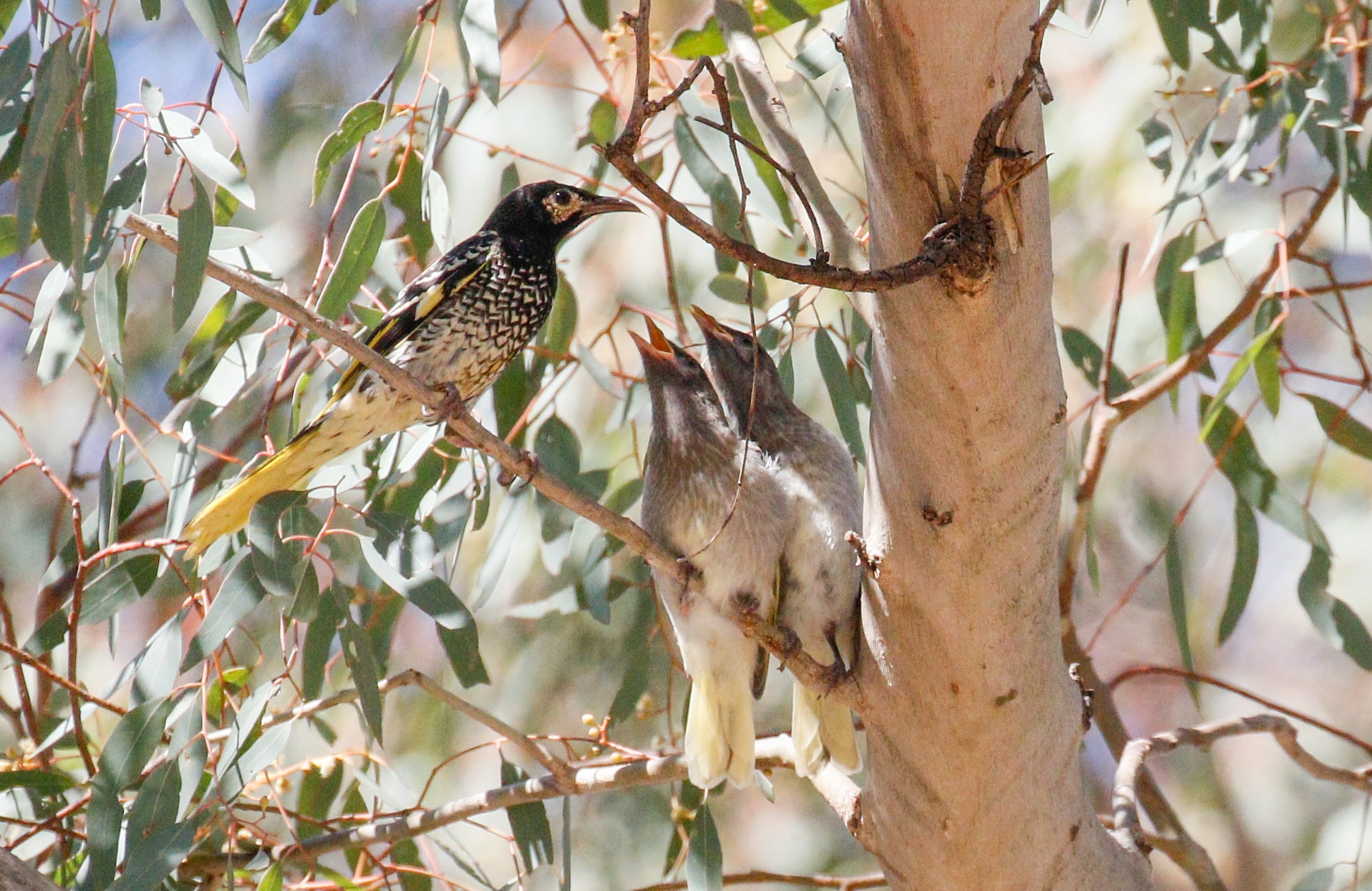 Regent Honeyeater