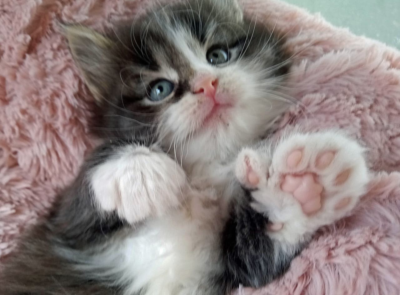 ‘Truly kitten born with four extra toes Express & Star