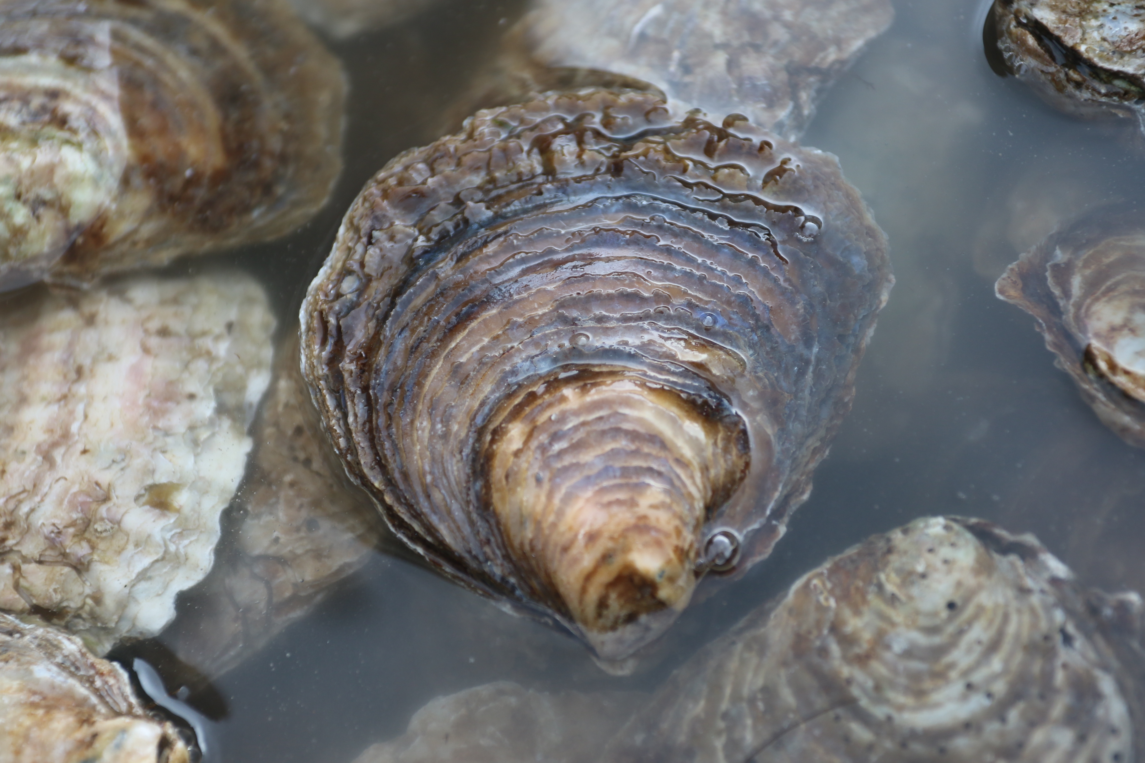 The Wild Oyster Project