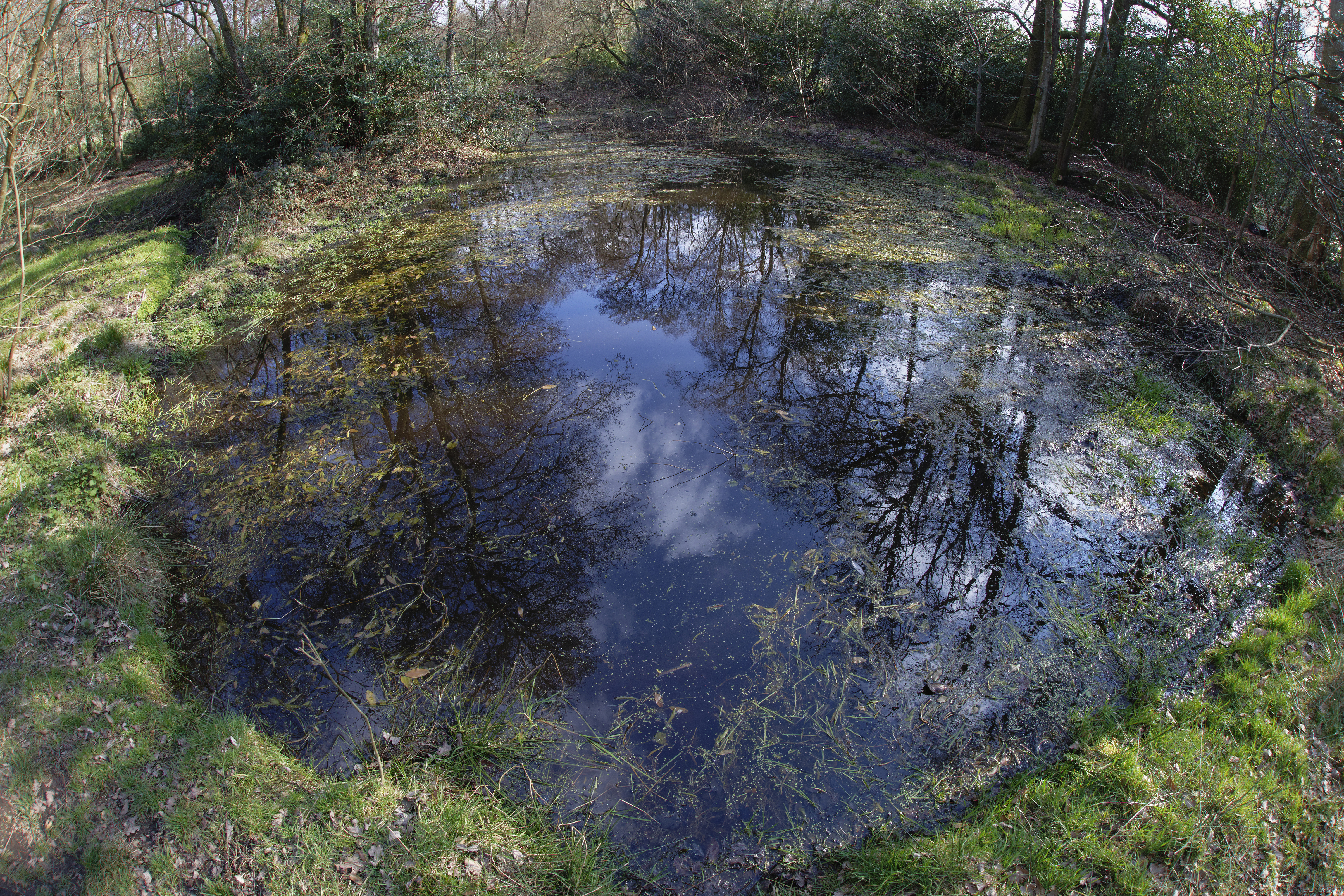 Beaver pond in a large woodland enclosure, National Trust South Downs.