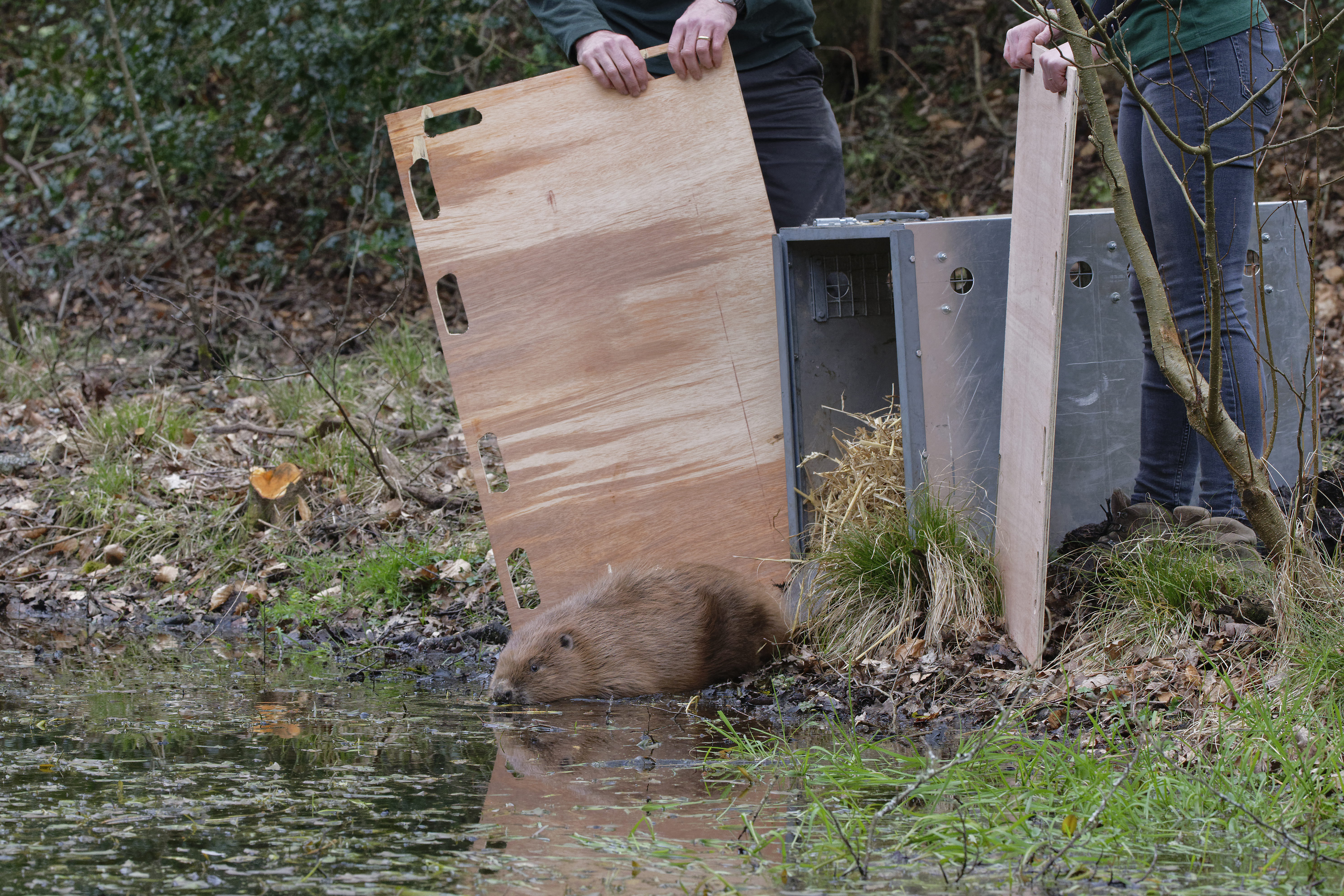 Beaver being released from its container into a pond