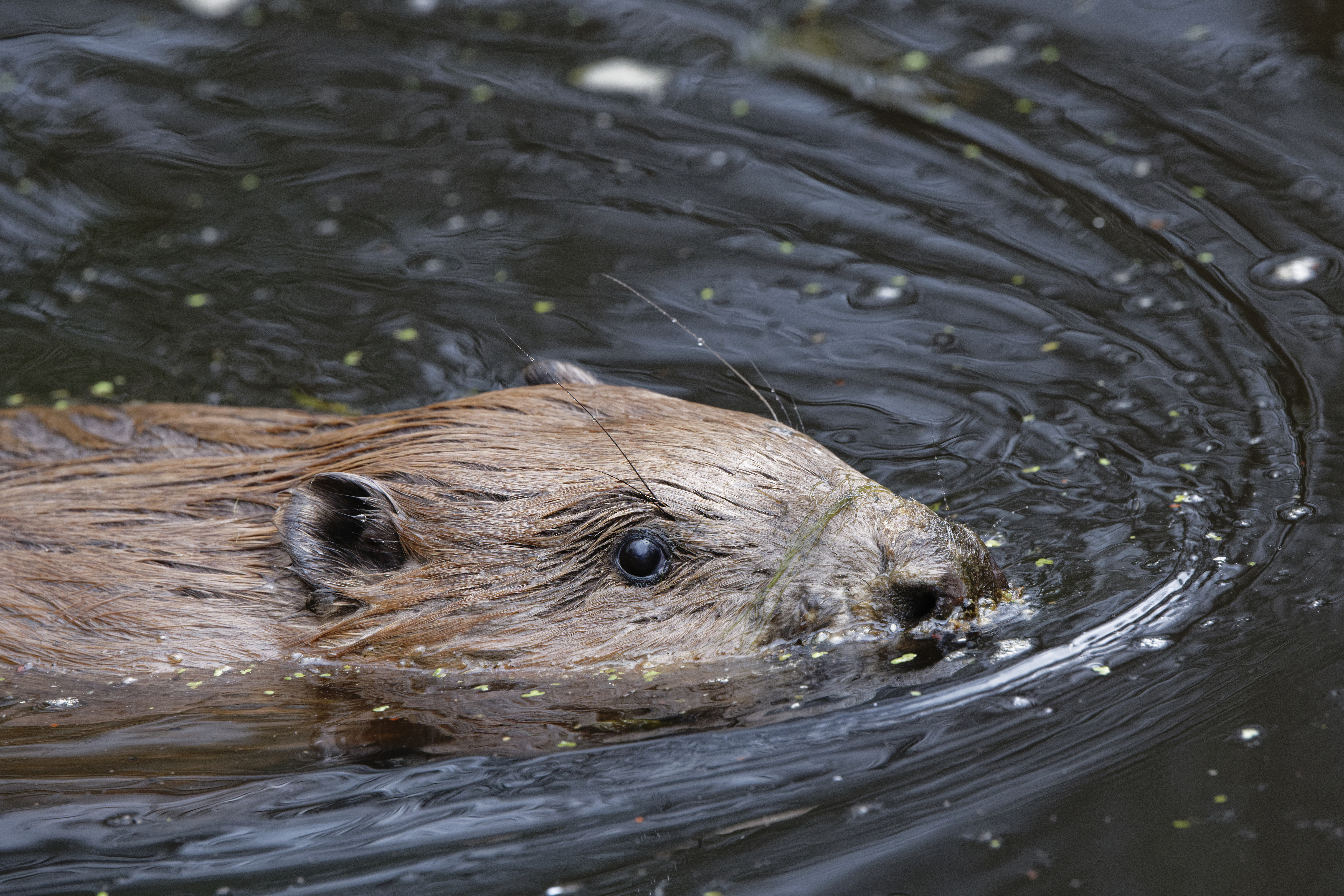 Beaver swimming in its new pond home 