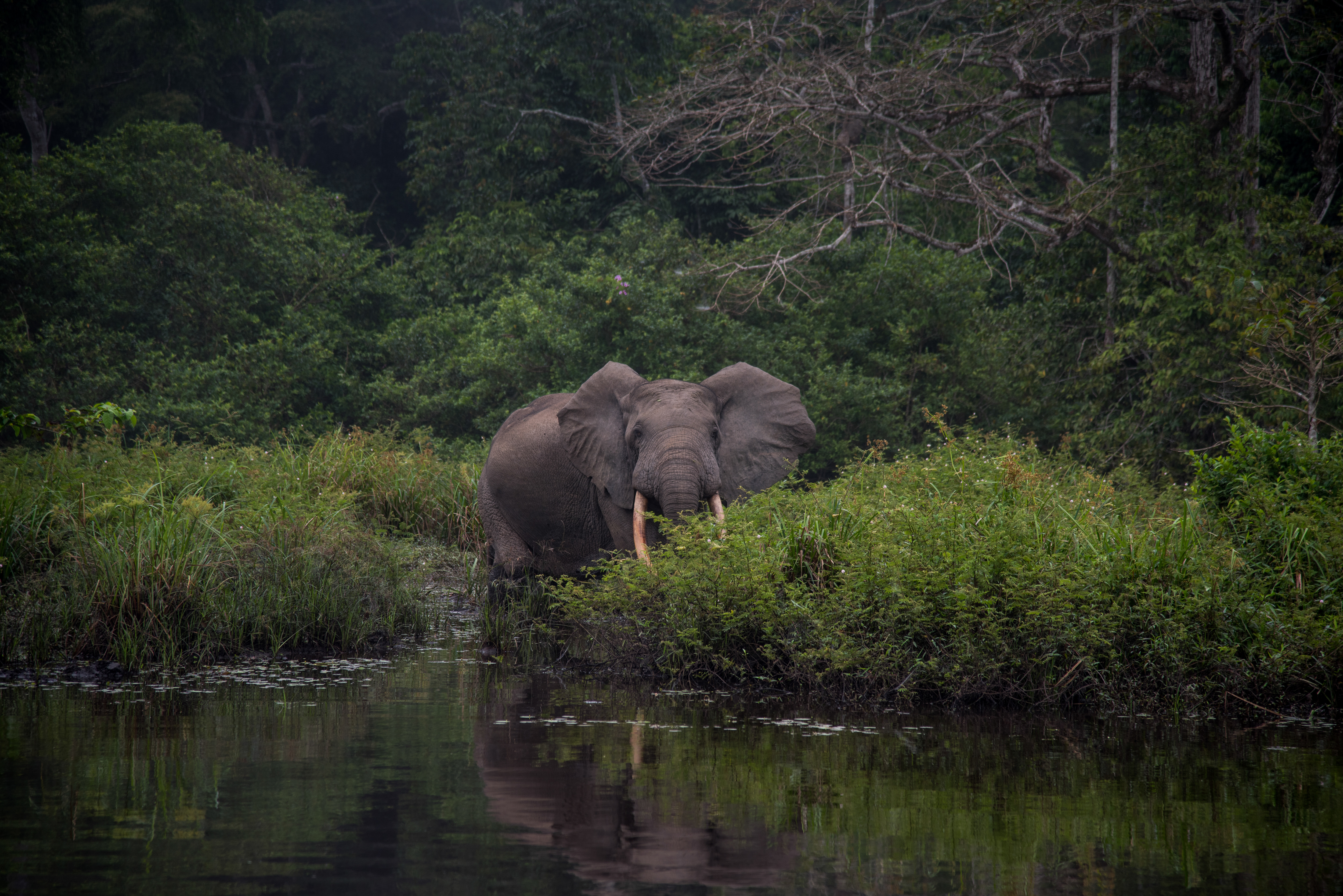 Forest elephant by the water's edge (Frank af Petersens/Save the Elephants/PA)