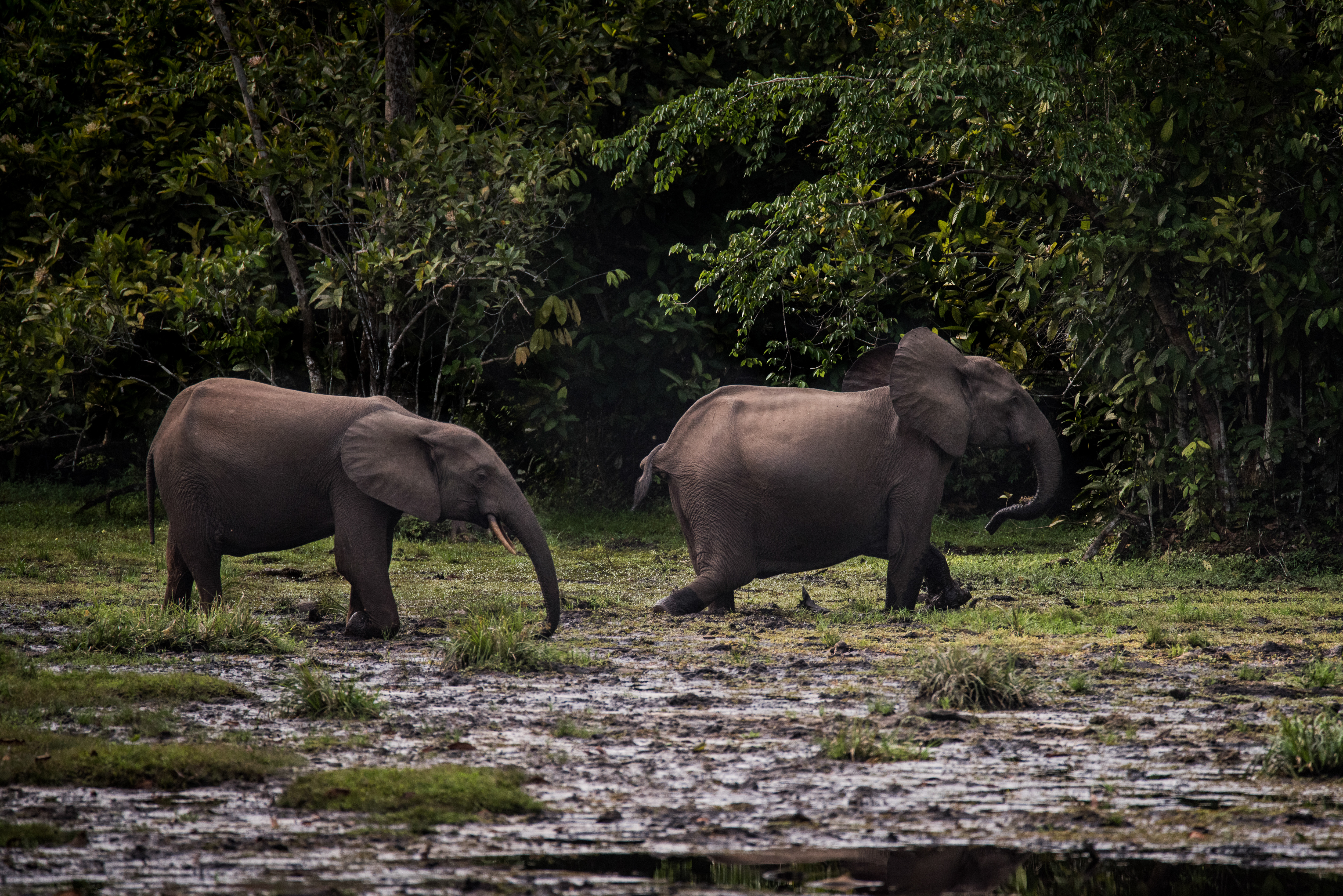 Forest elephants in Odzala-Kokoua National Park, Rep. of Congo © Frank af Petersens_Save the Elephants