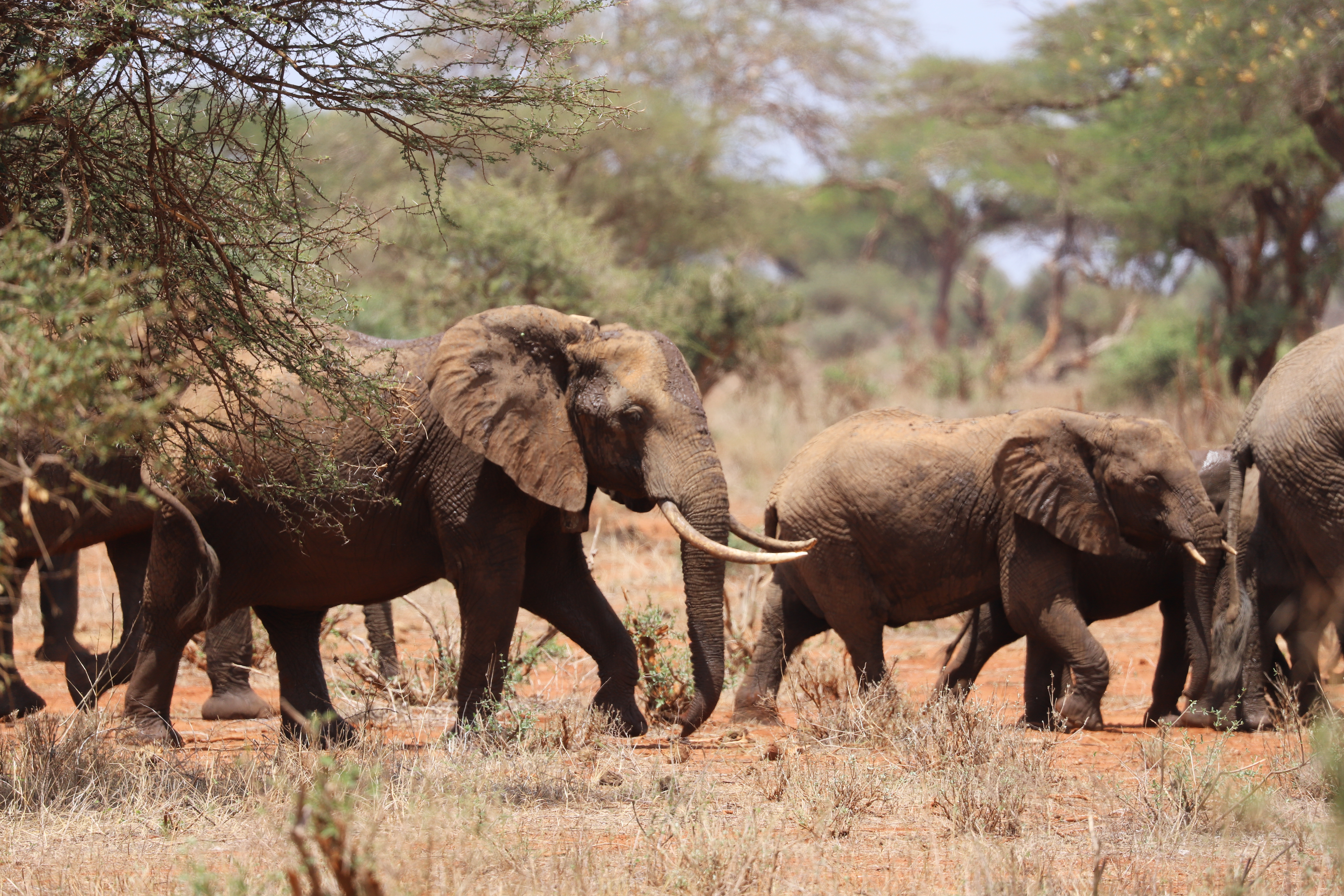 Elephants in Tsavo (Lydia Tiller/Save the Elephants/PA)