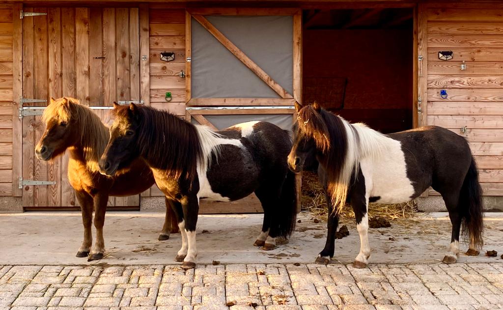 Shetland ponies