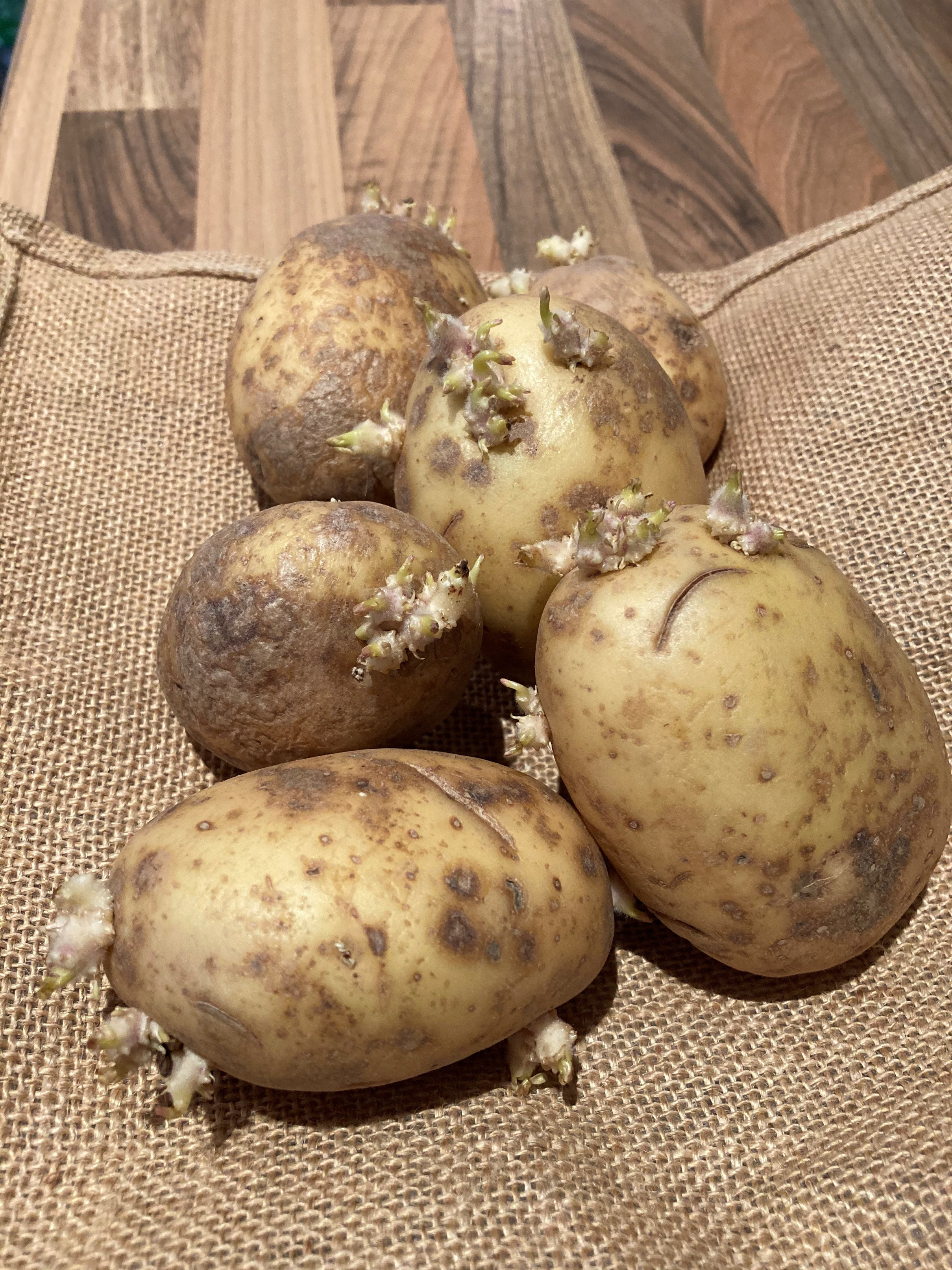 Old potatoes which have sprouted (Hannah Stephenson/PA)