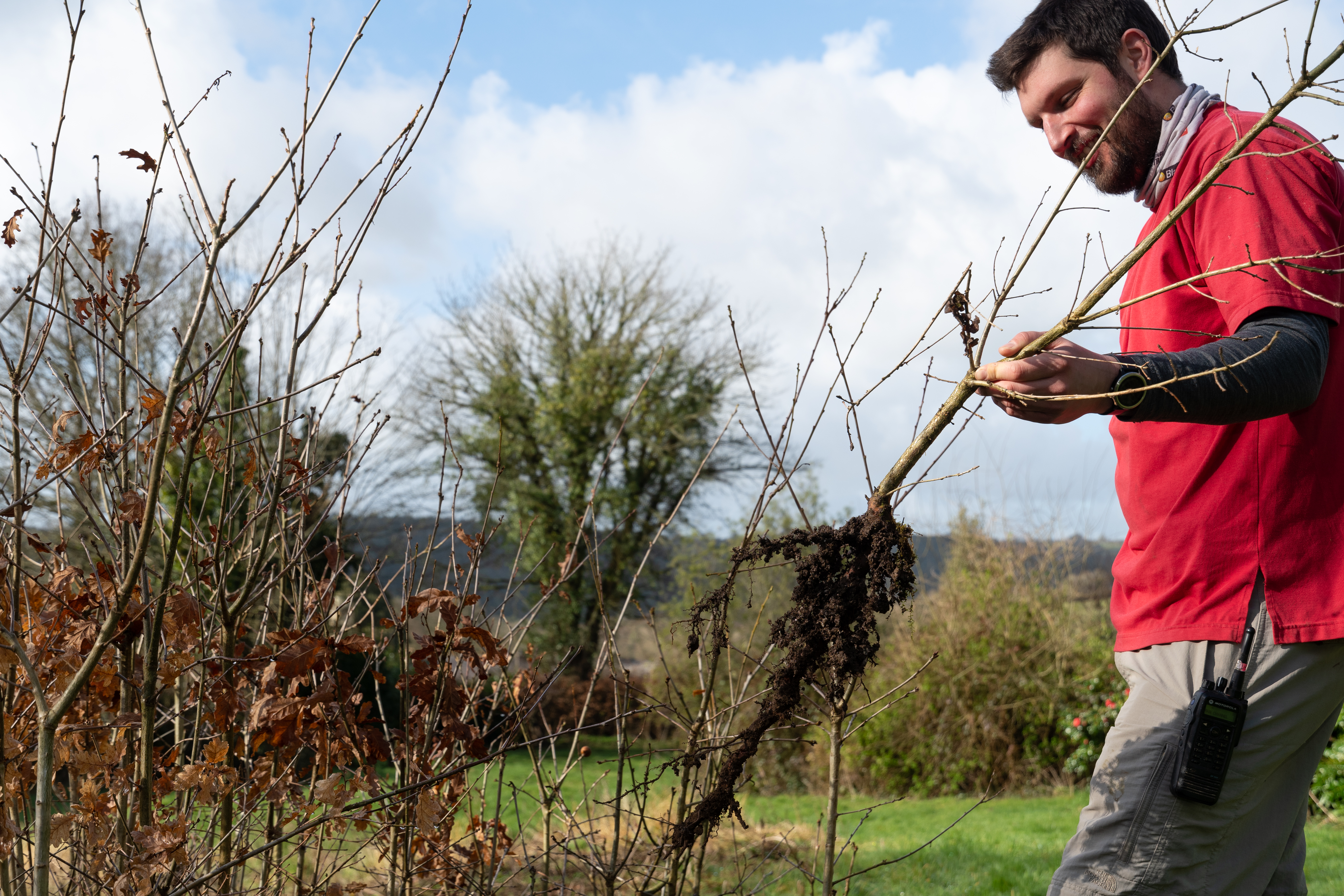 Ranger Steve De'ath lifts a young oak tree grown from acorns collected on site for a new hedge at Buckland Abbey, Devon
